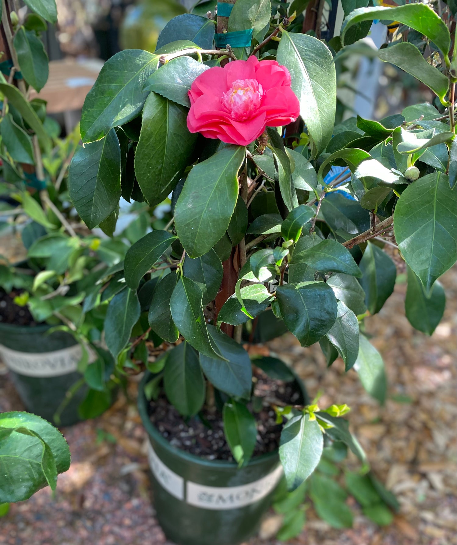 Camellia - Chandleri Elegans Variegated