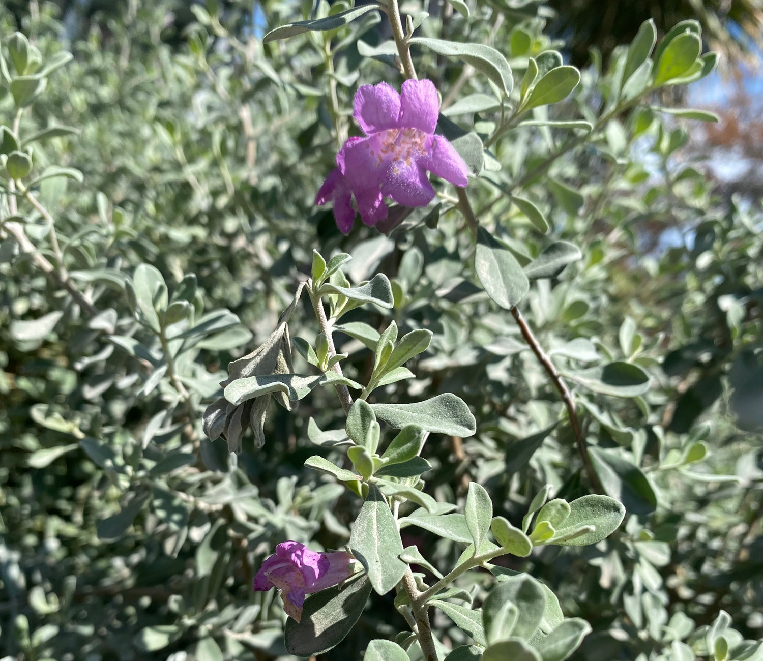 Silver Dream Sage - Salvia