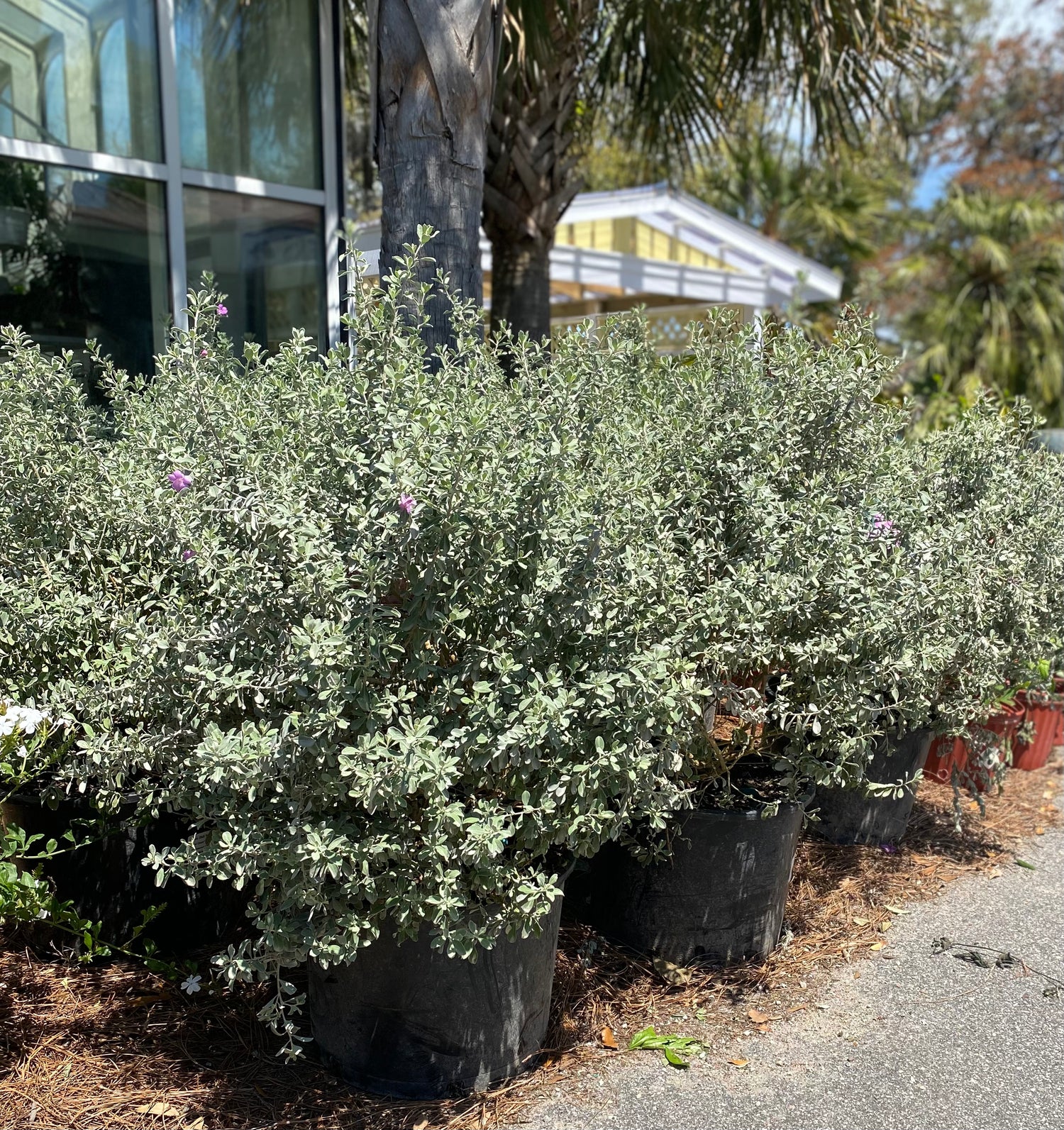 Silver Dream Sage - Salvia