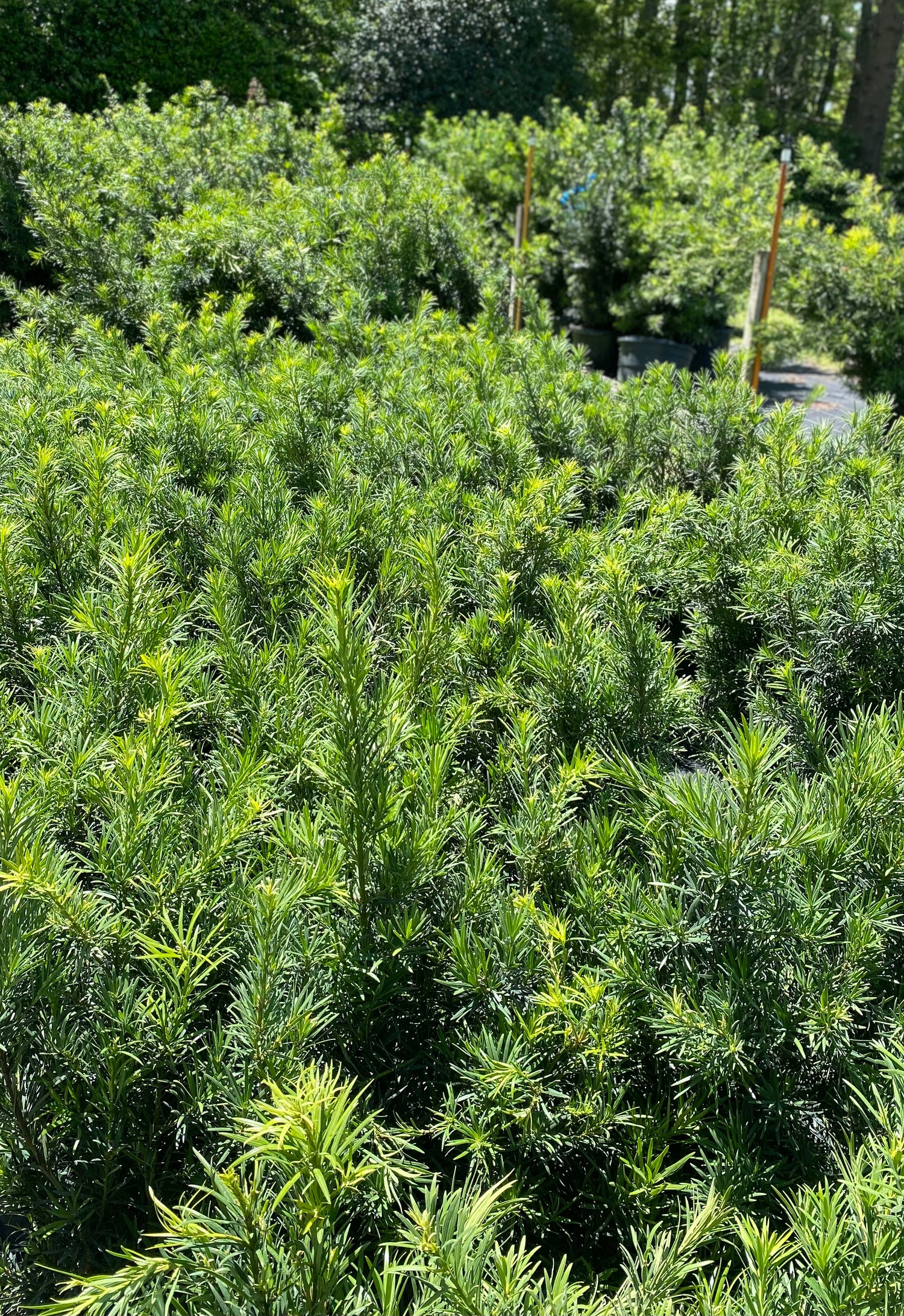 Podocarpus - Maki