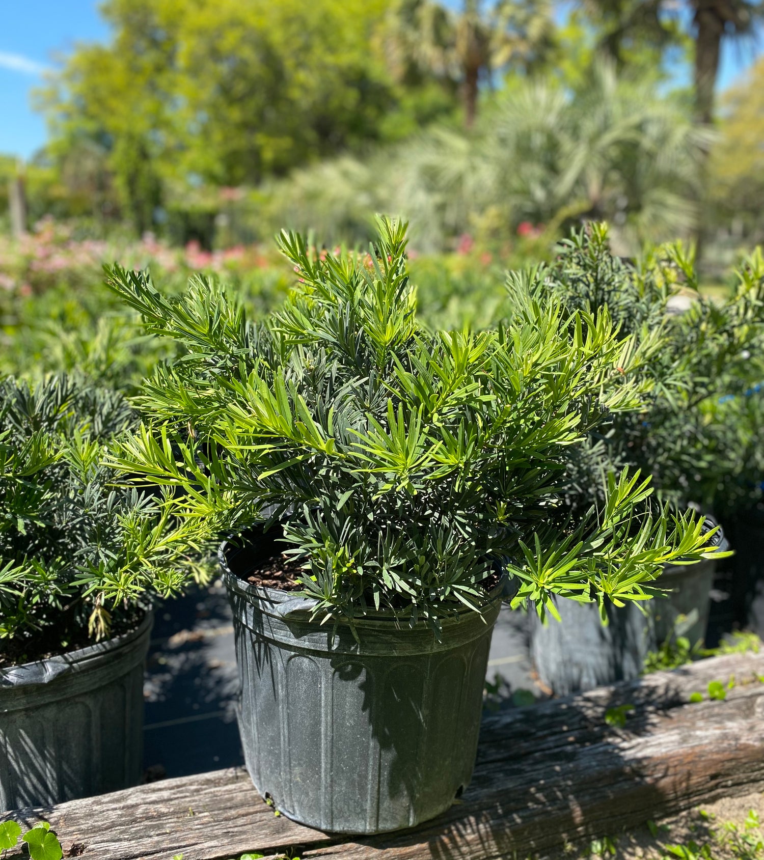 Podocarpus - Pringles