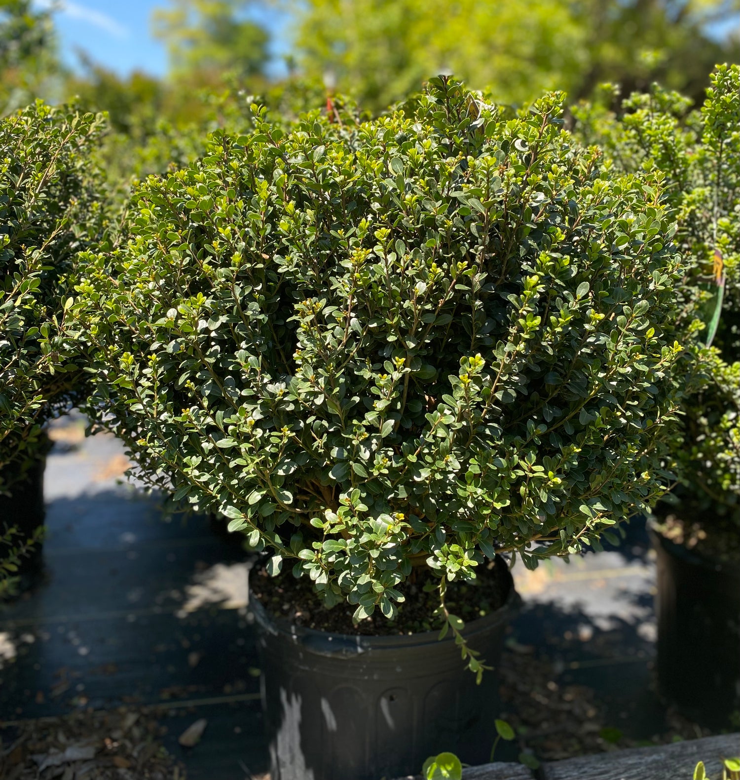 Compacta Holly