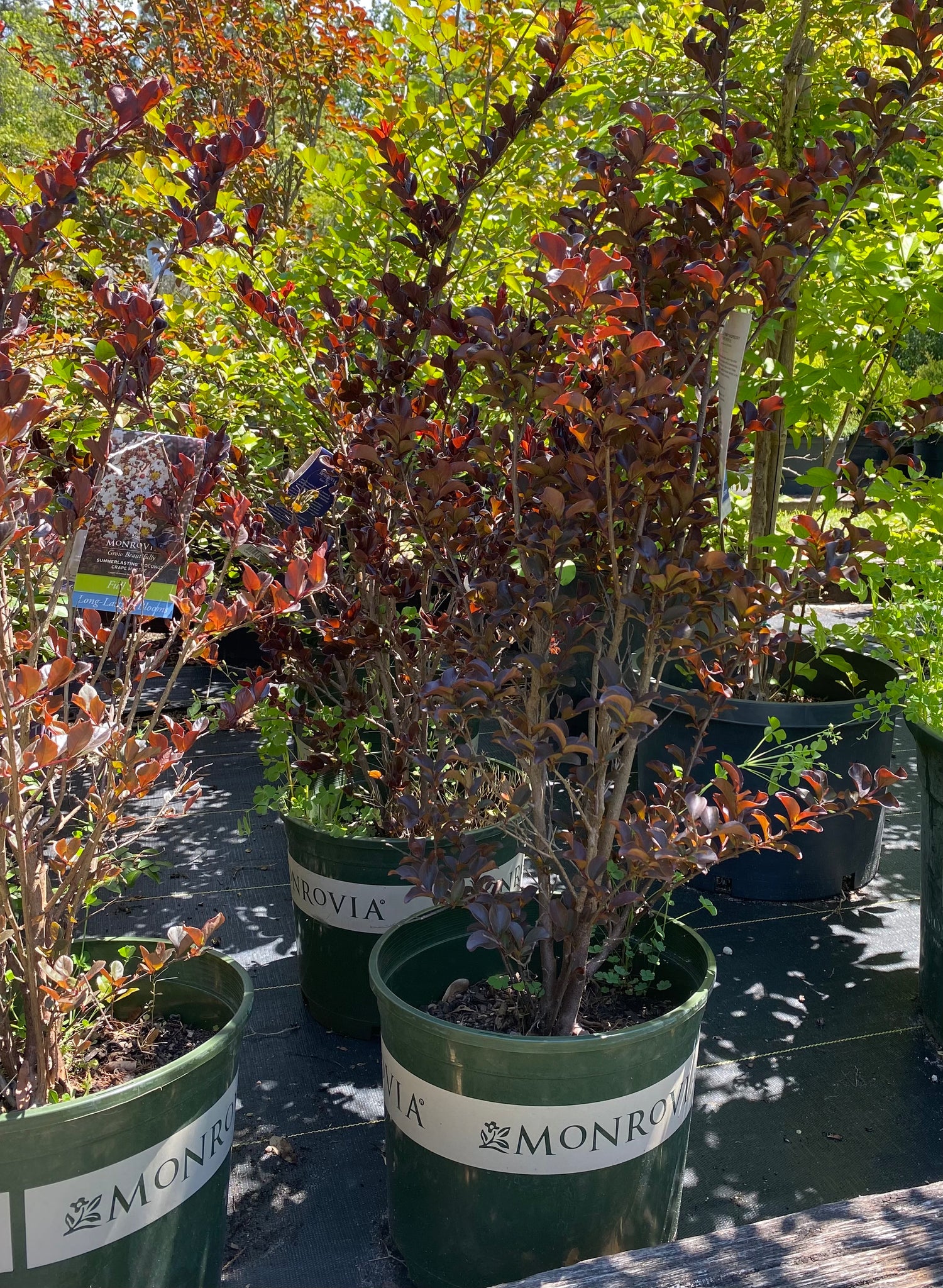 Crape Myrtle - Summerlasting Raspberry