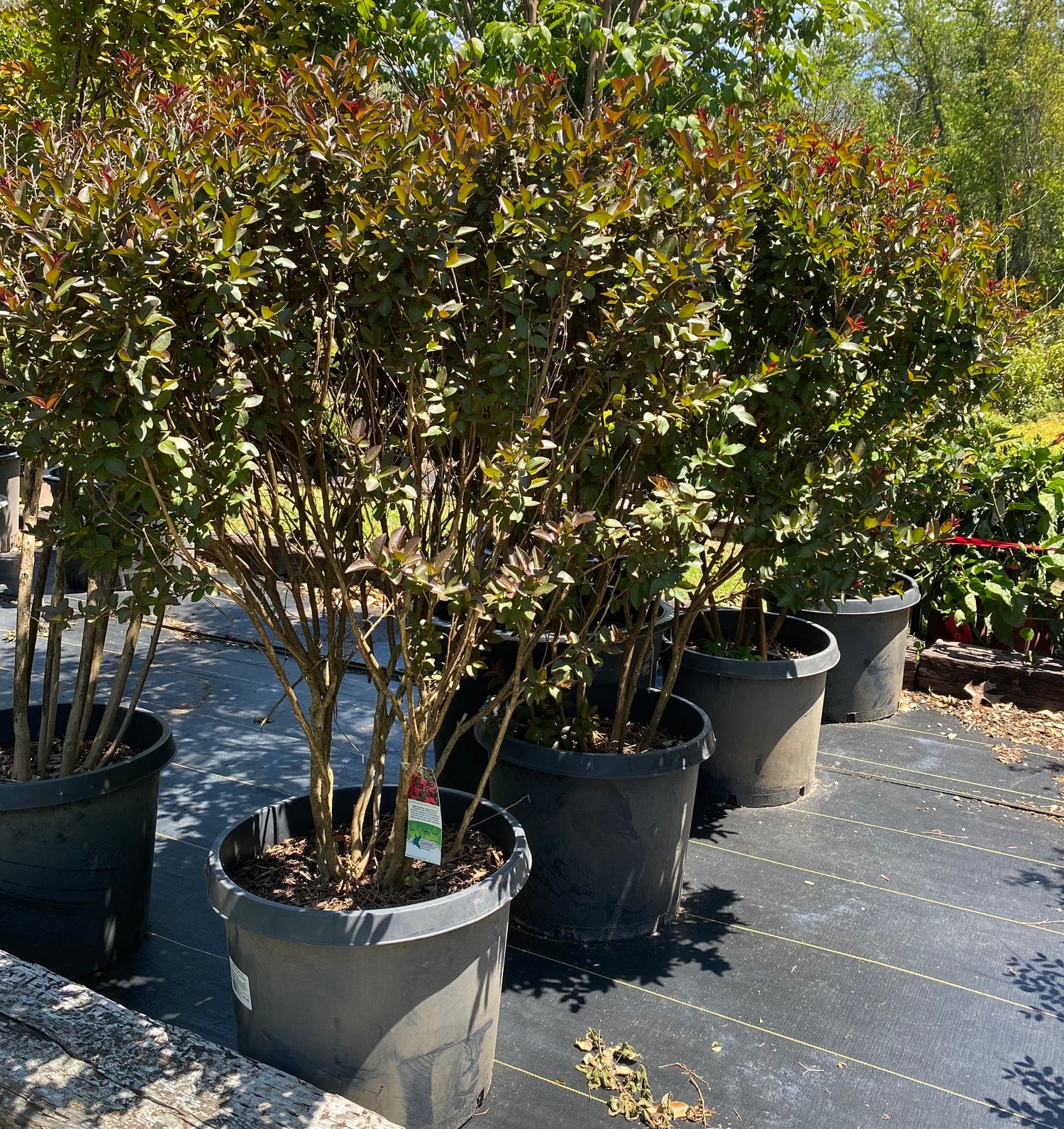 Double Feature Crape Myrtle