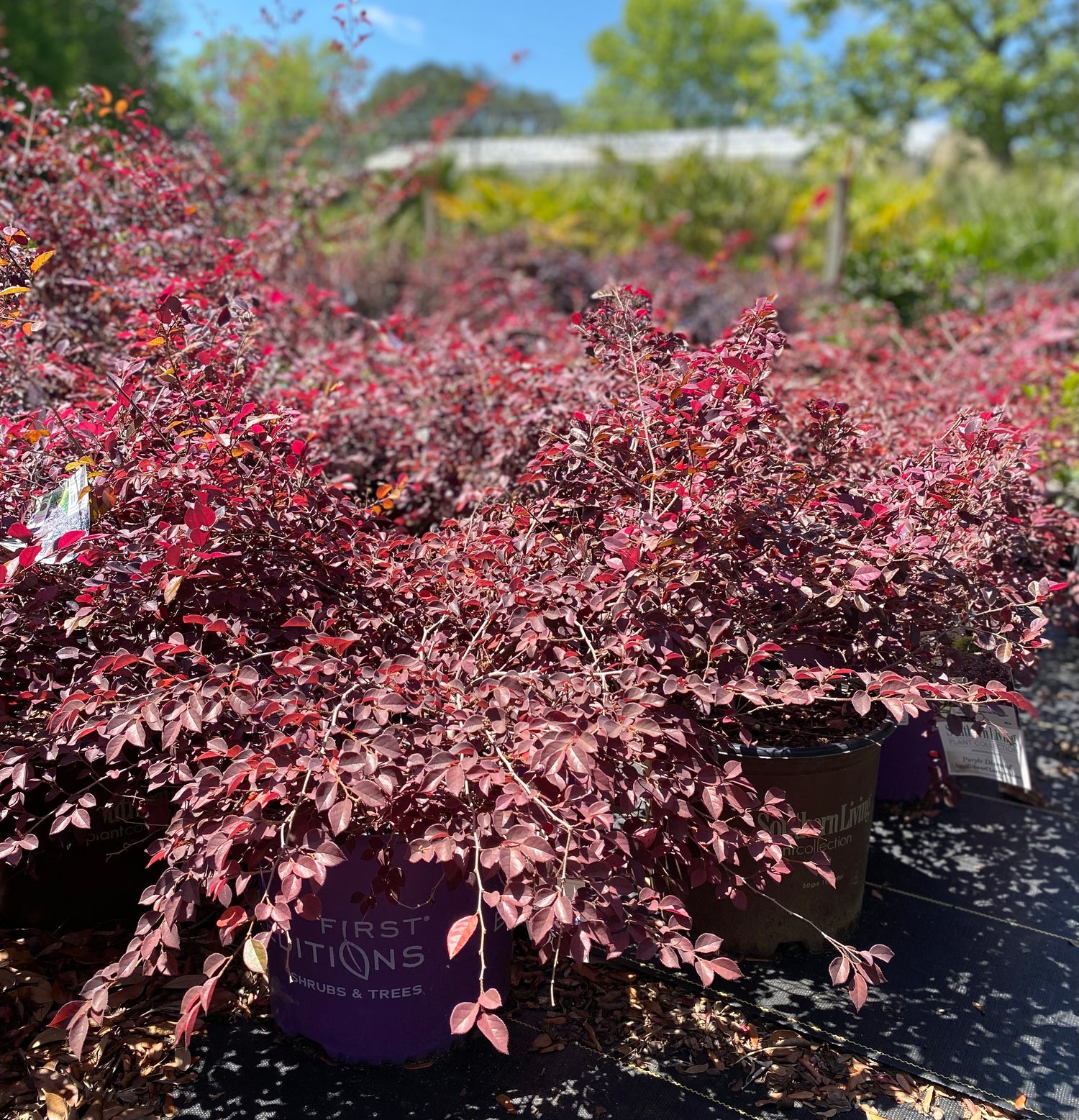 Purple Diamond Semi-Dwarf Loropetalum