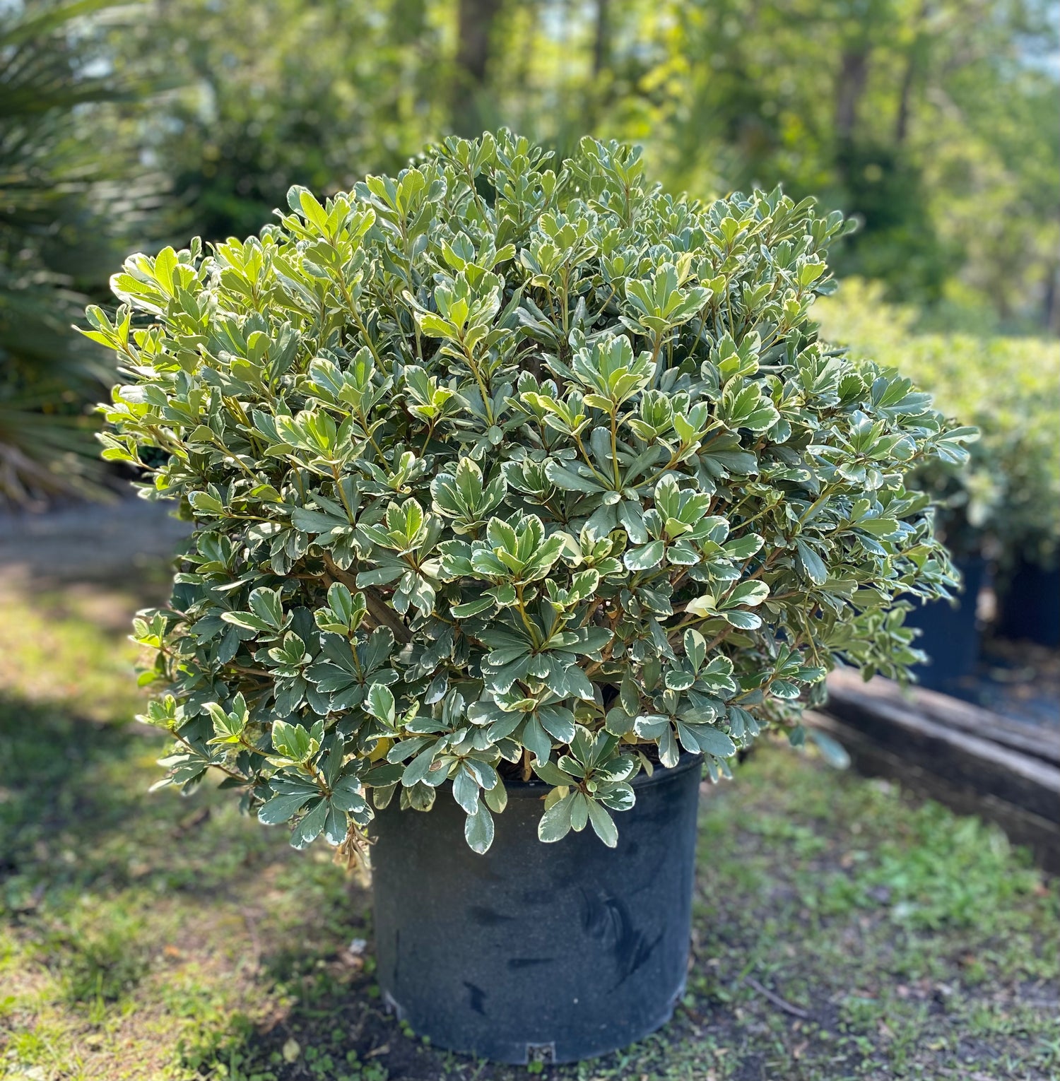 Variegated Pittosporum