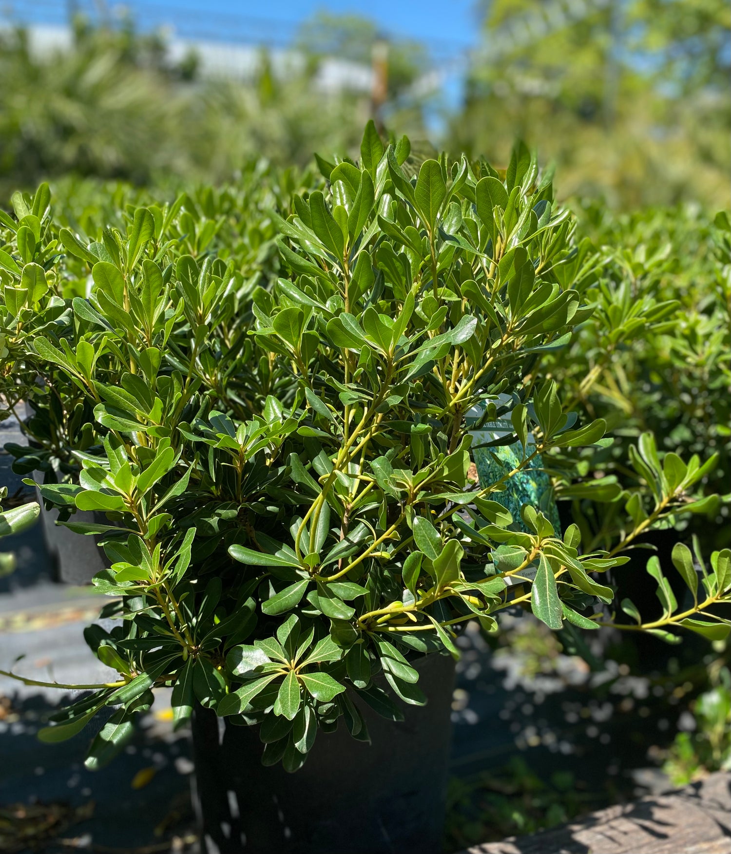 Green Pittosporum