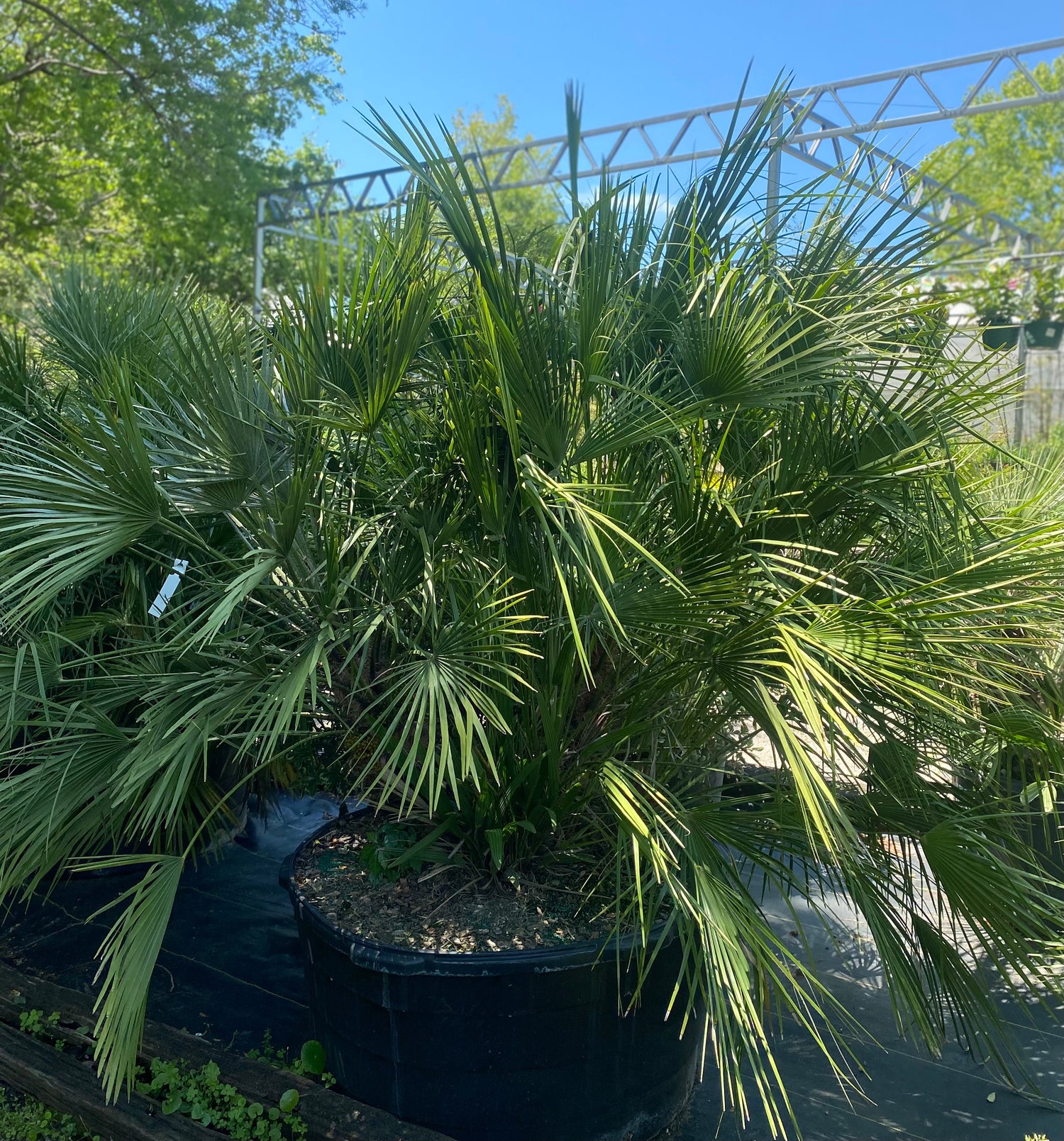 European Fan Palm