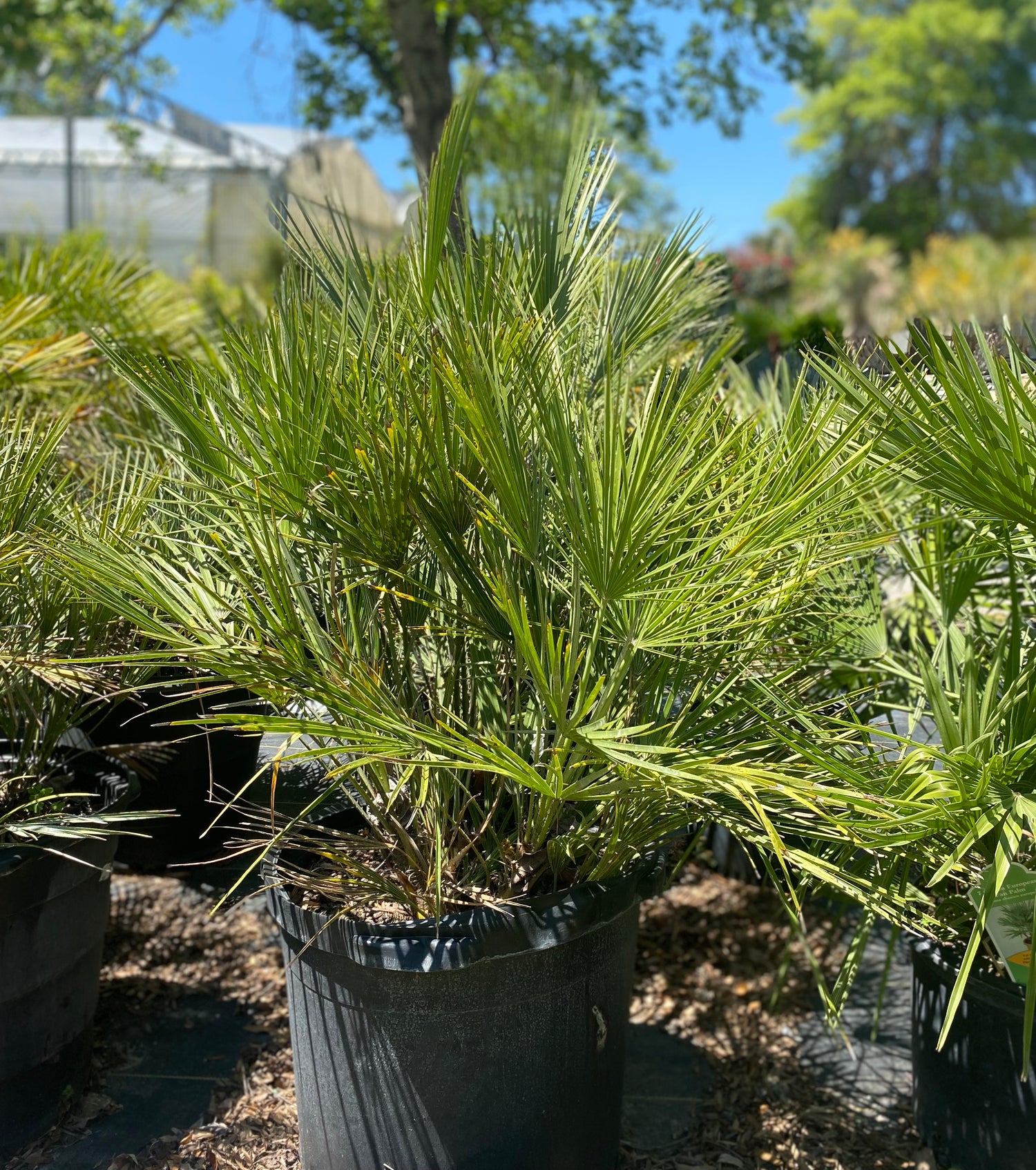 European Fan Palm