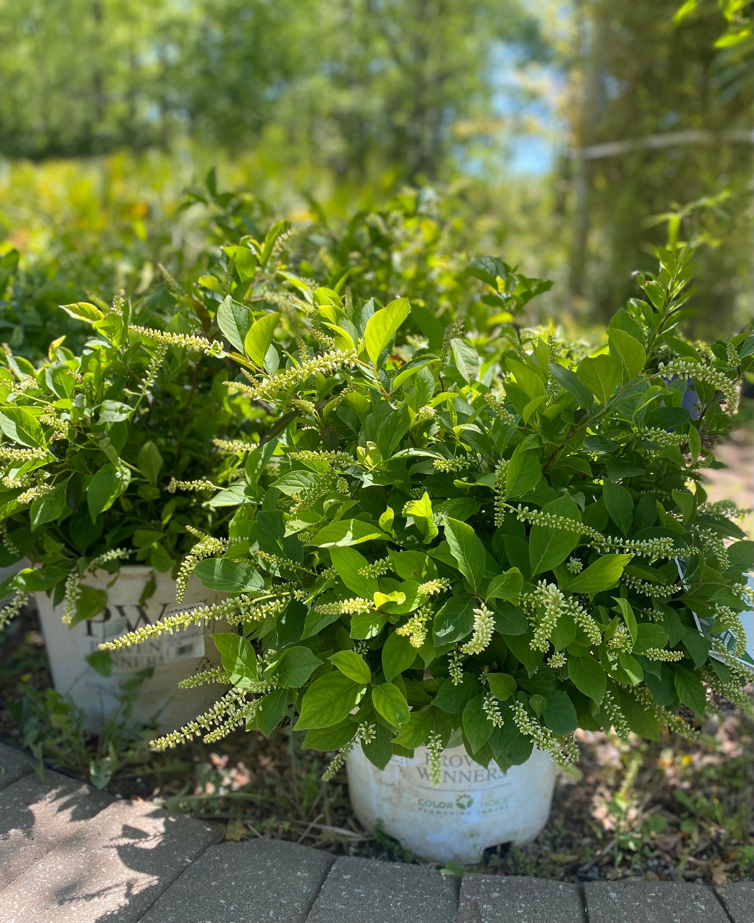 Little Henry Arbusto Shrub