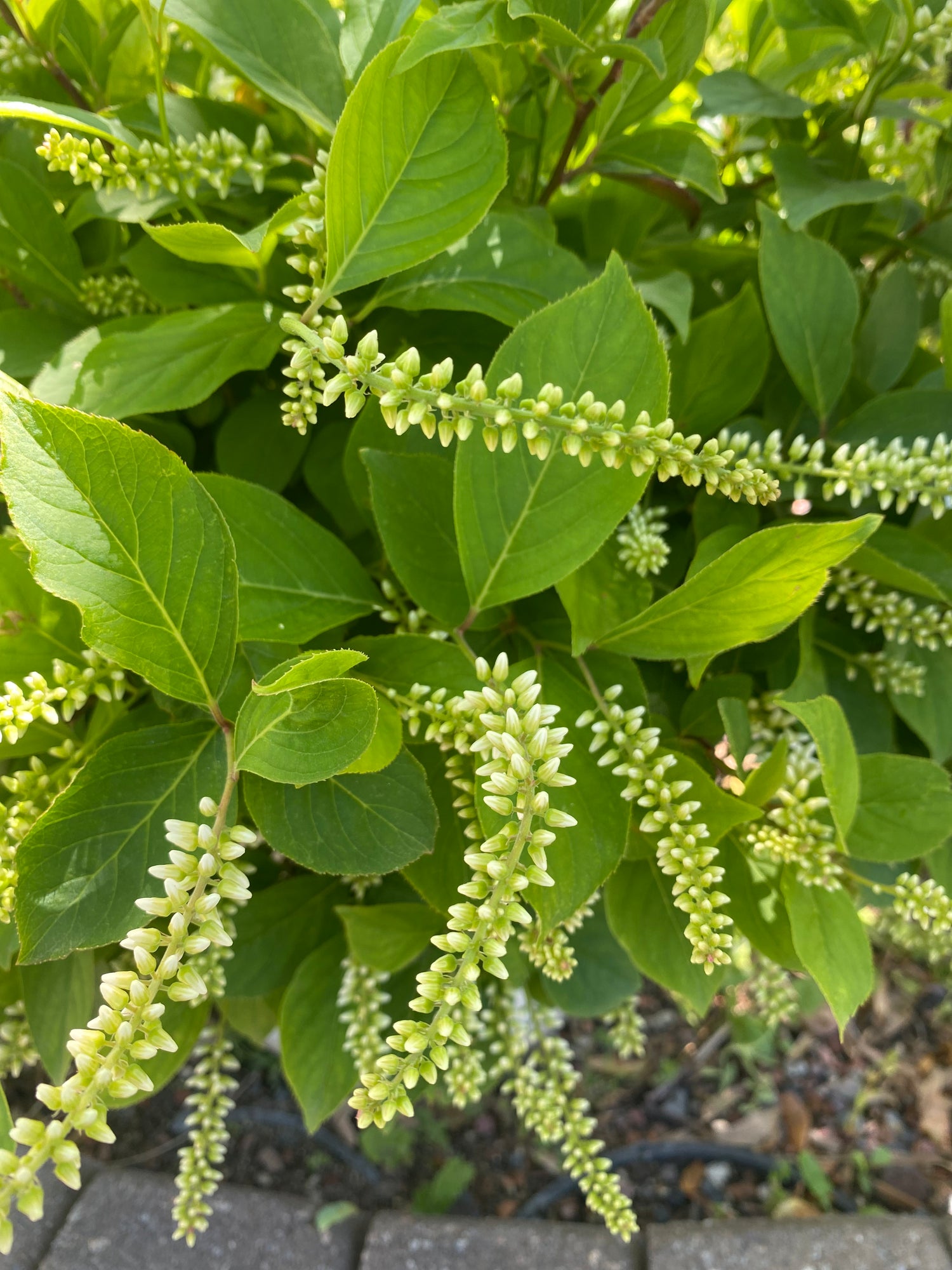 Little Henry Arbusto Shrub