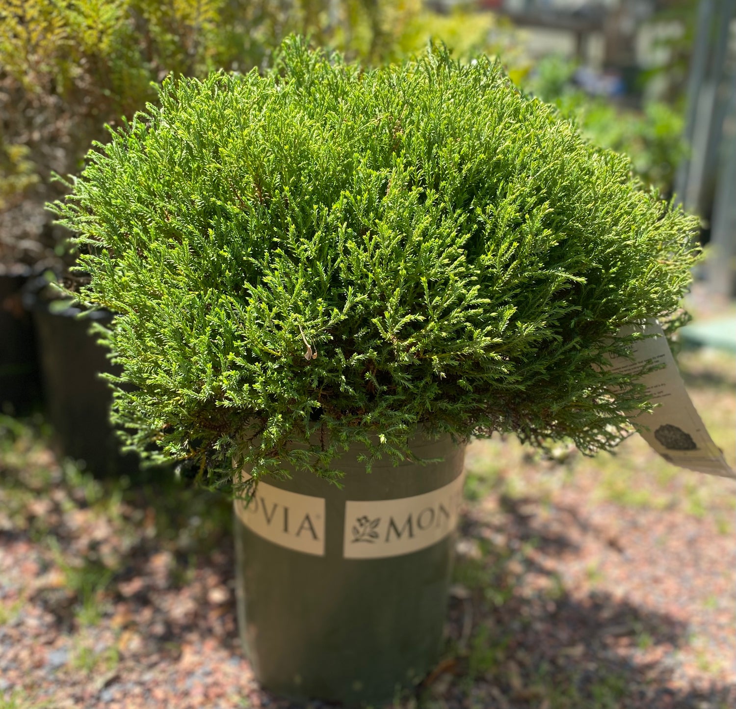 Mr. Bowling Ball Arborvitae
