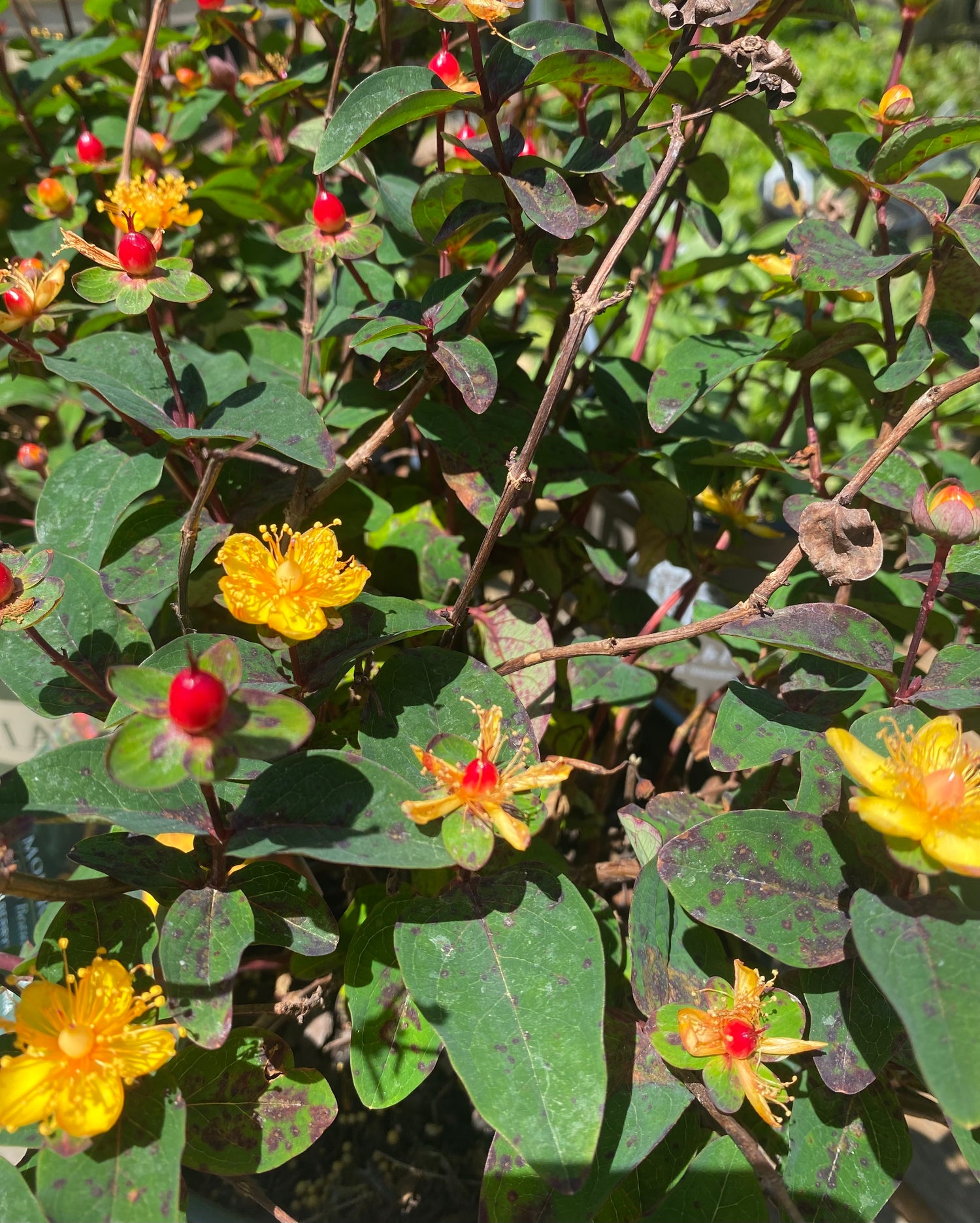 Floral Berry Sangria St. Johns Wort