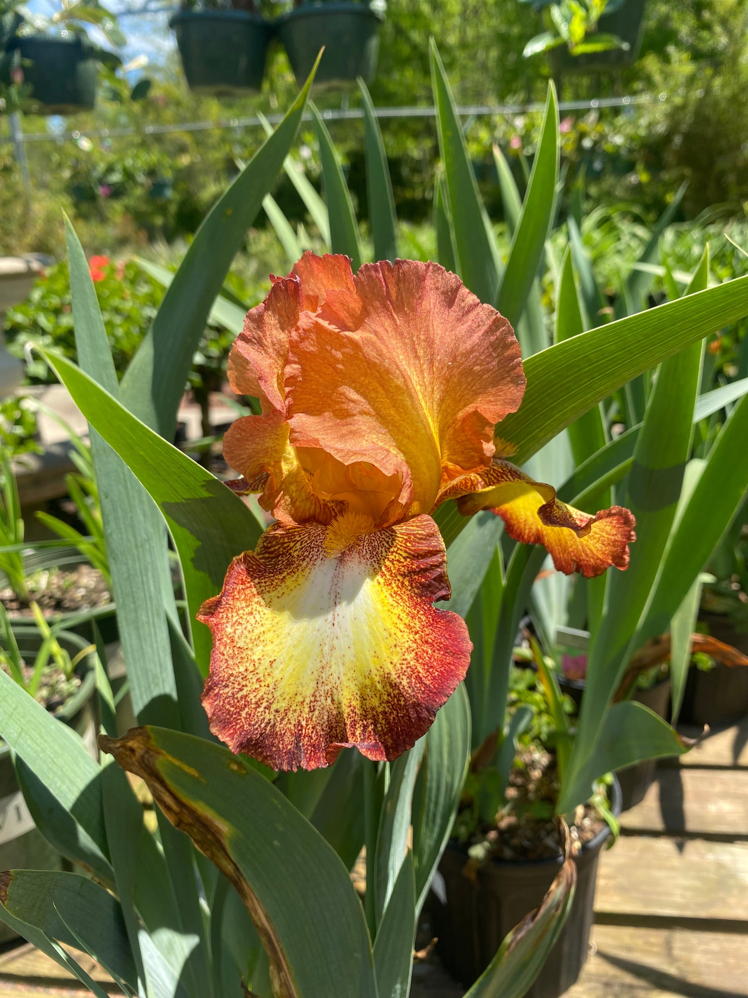 Bearded Iris - Senlac