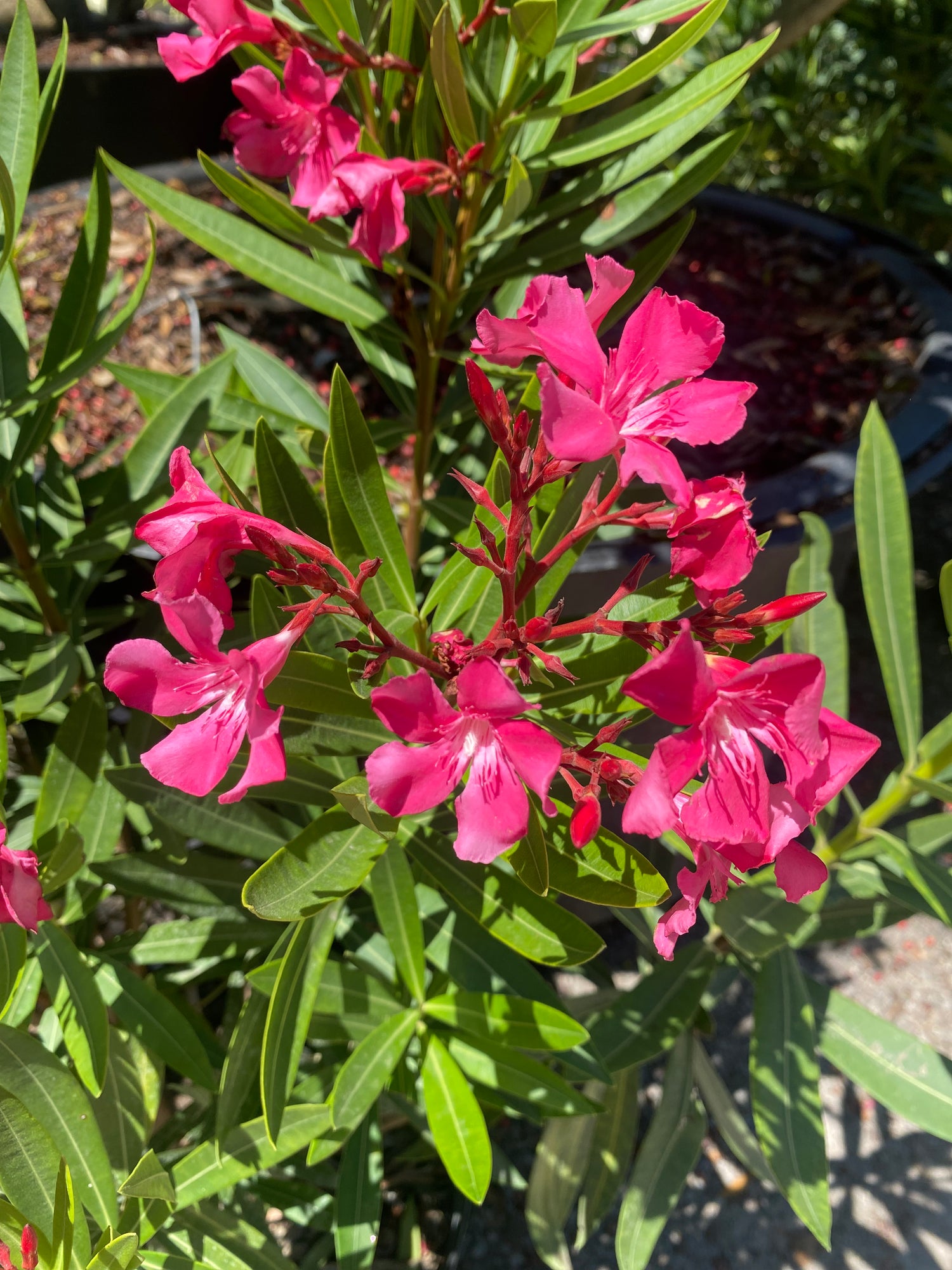 Oleander - Hot Pink