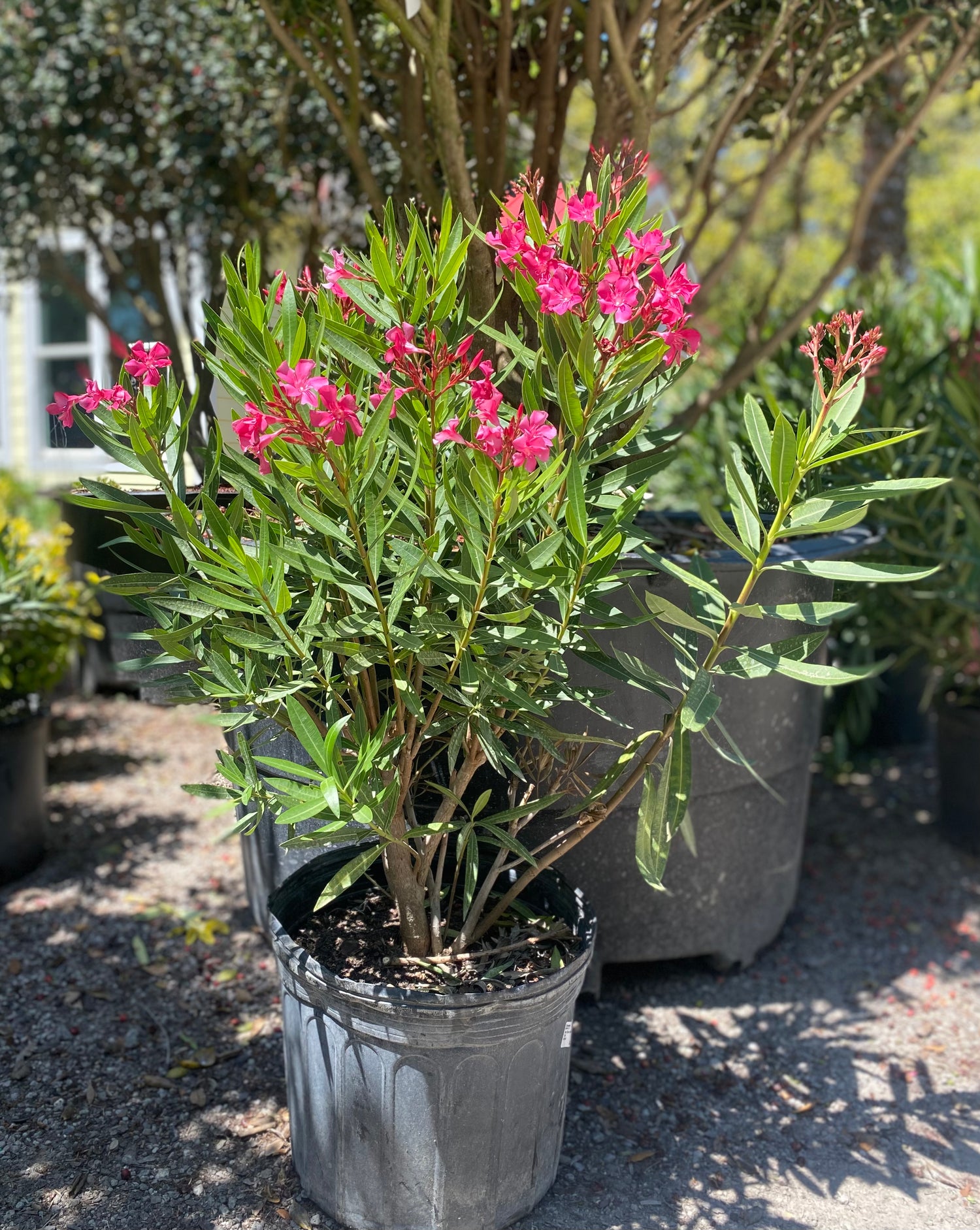Oleander - Hot Pink
