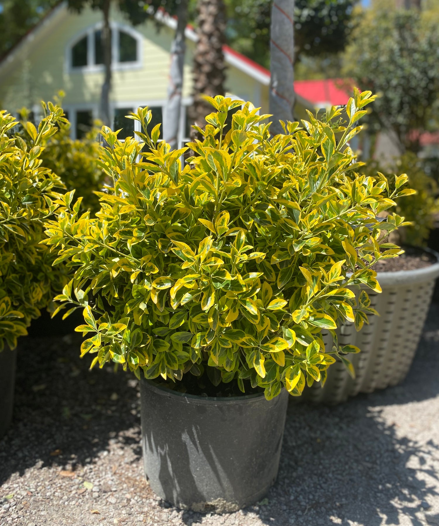 Golden Euonymus