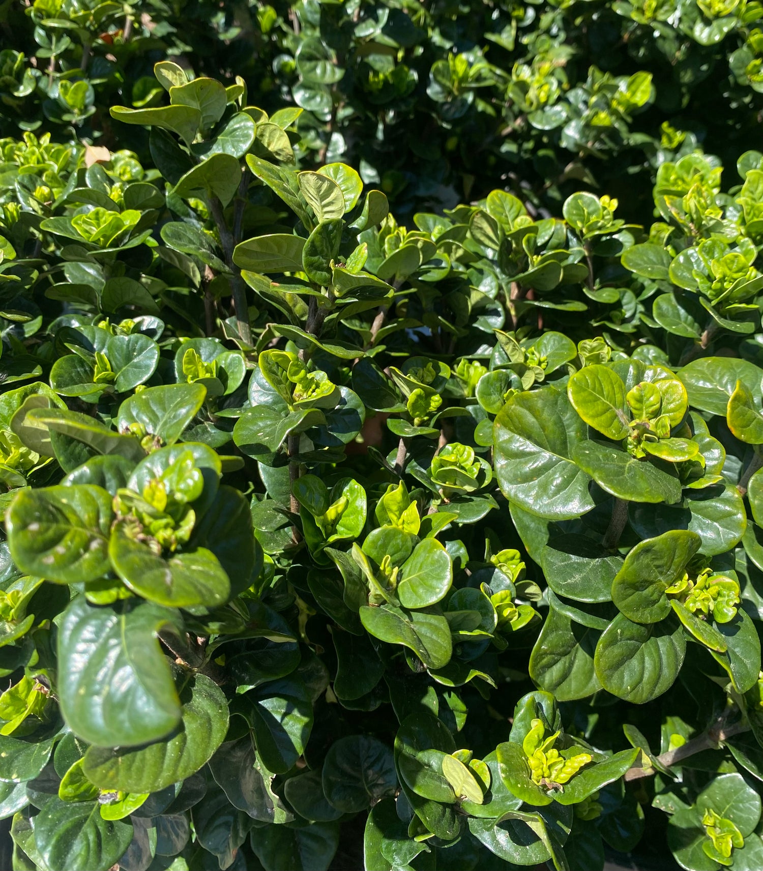 Gardenia - Diamond Spire