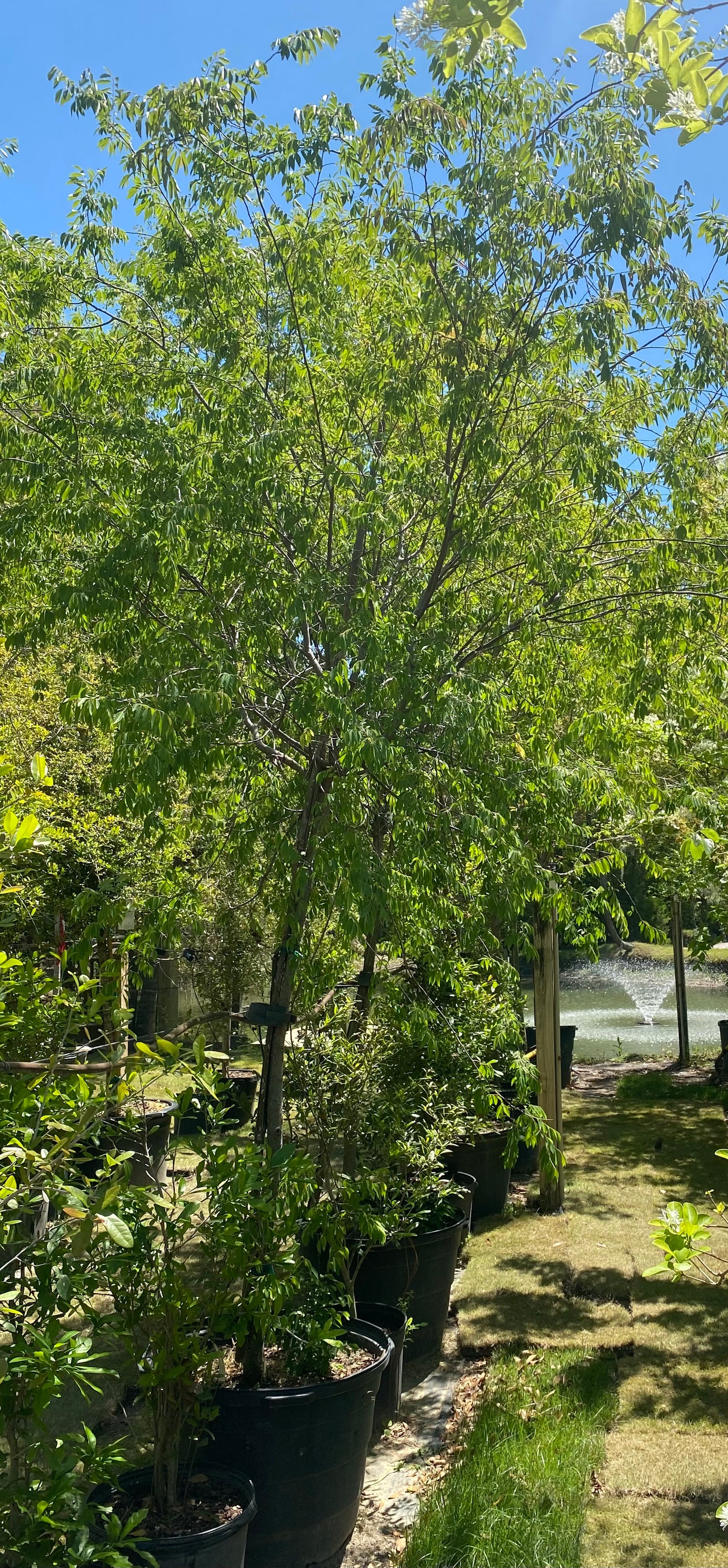 Bosque Elm