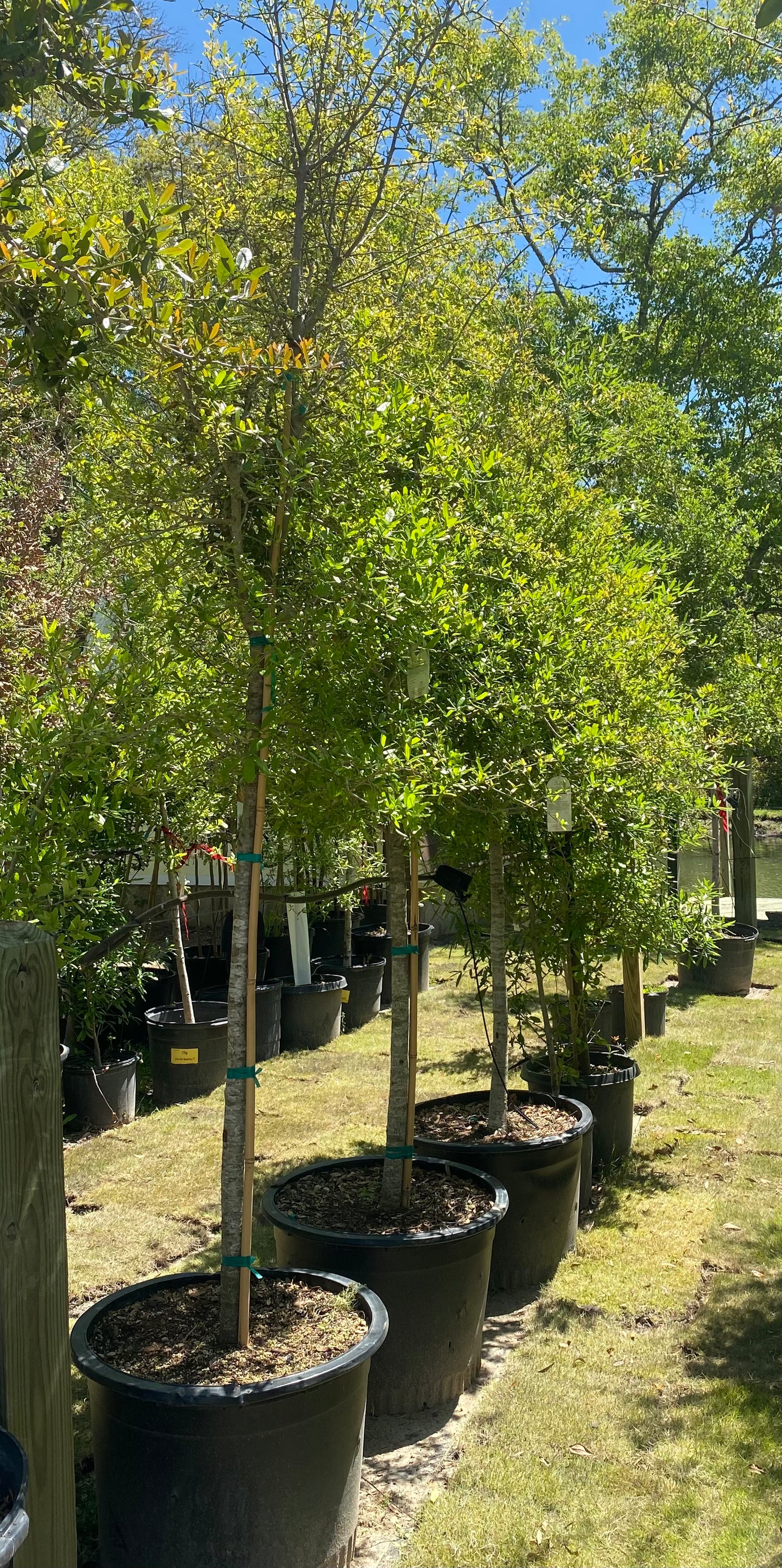 Live Oak (Quercus Virginiana)