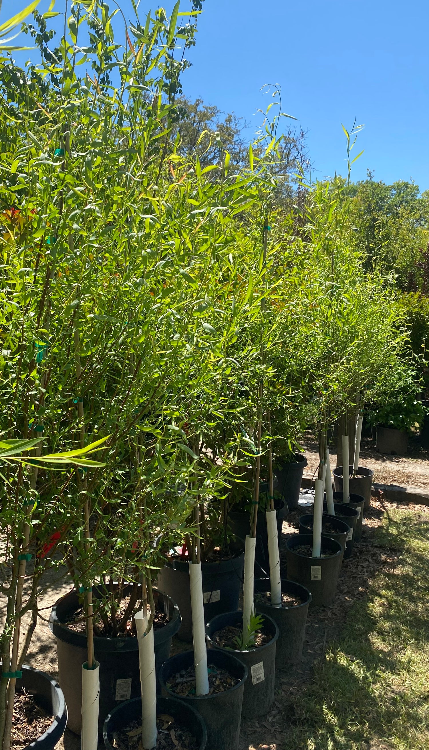 Babylon Weeping Willow