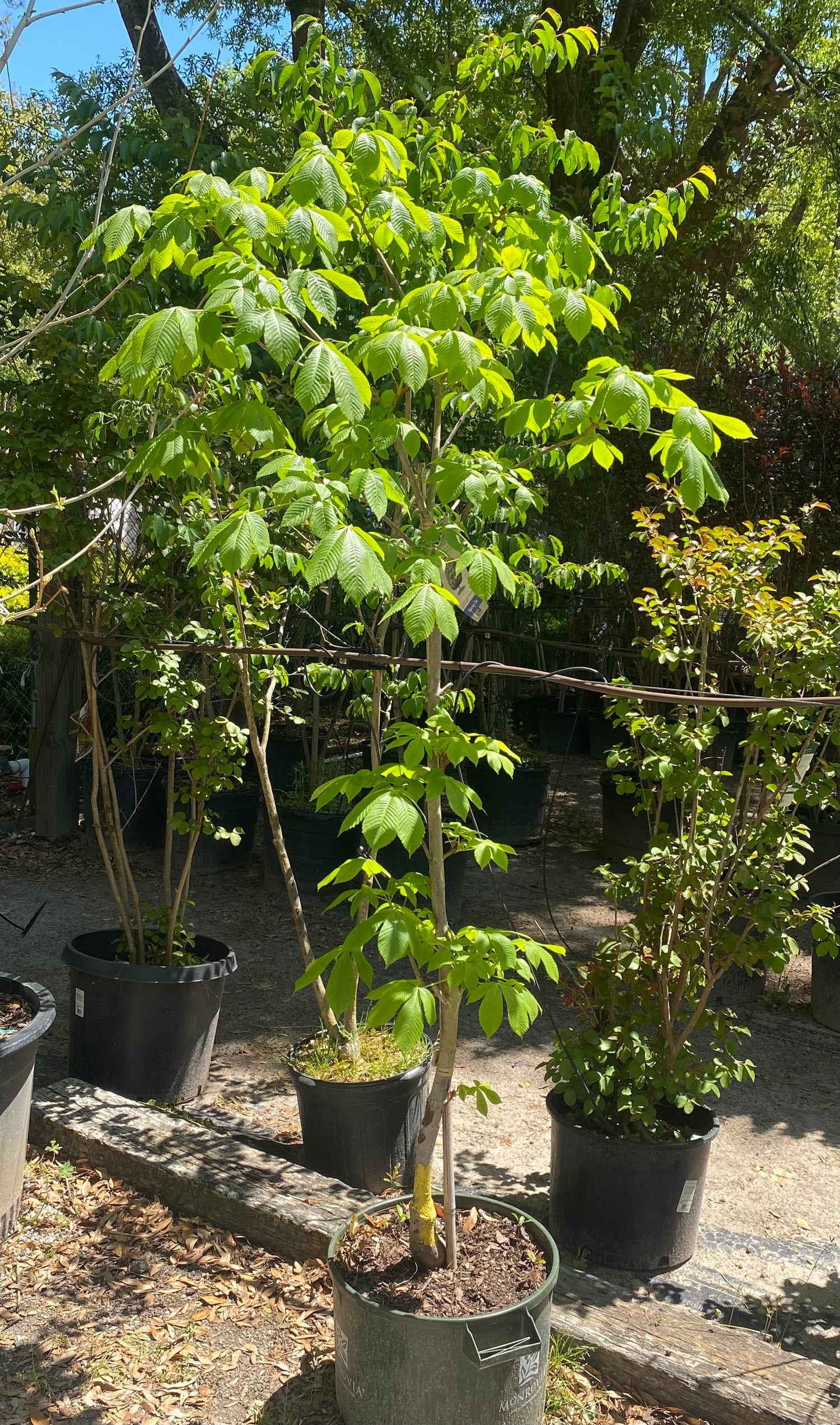Chestnut Tree - Fort McNair Red Horse Chestnut