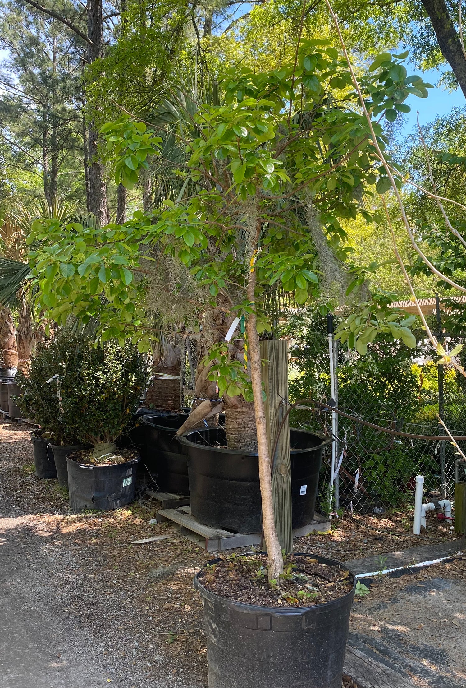 Chinese Fringe Tree - White