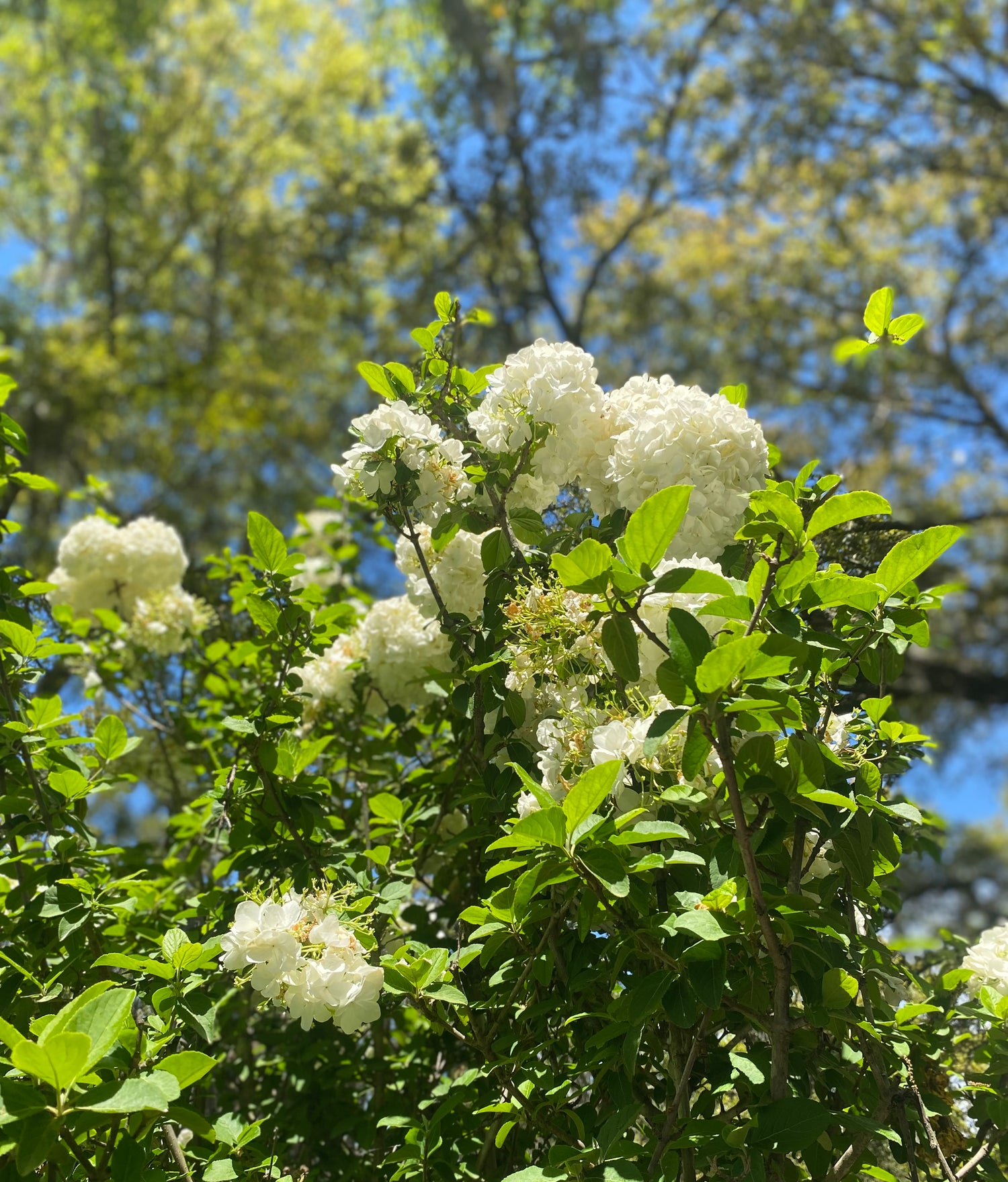 Eastern Snowball Viburnum