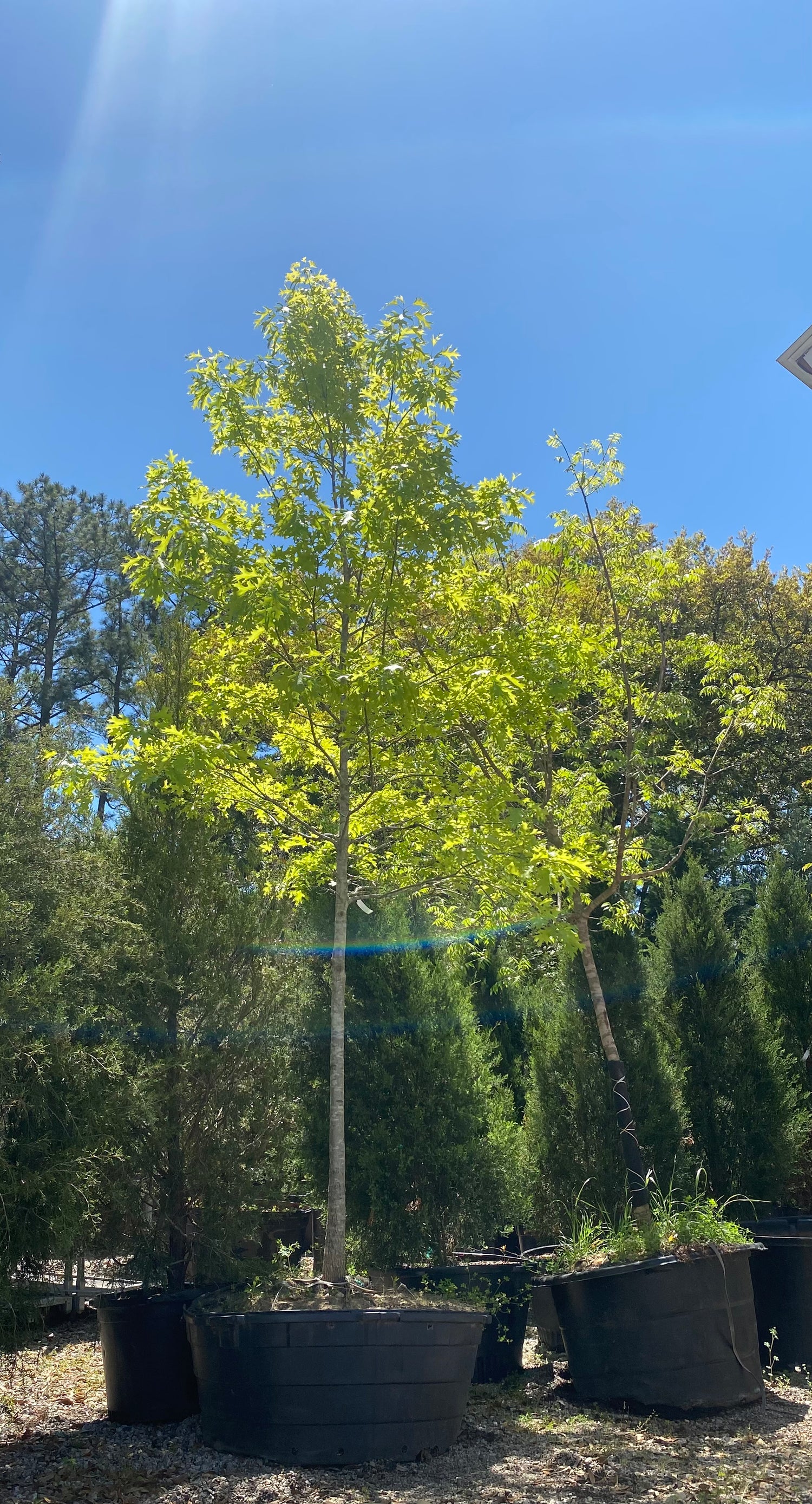 Shumard Oak