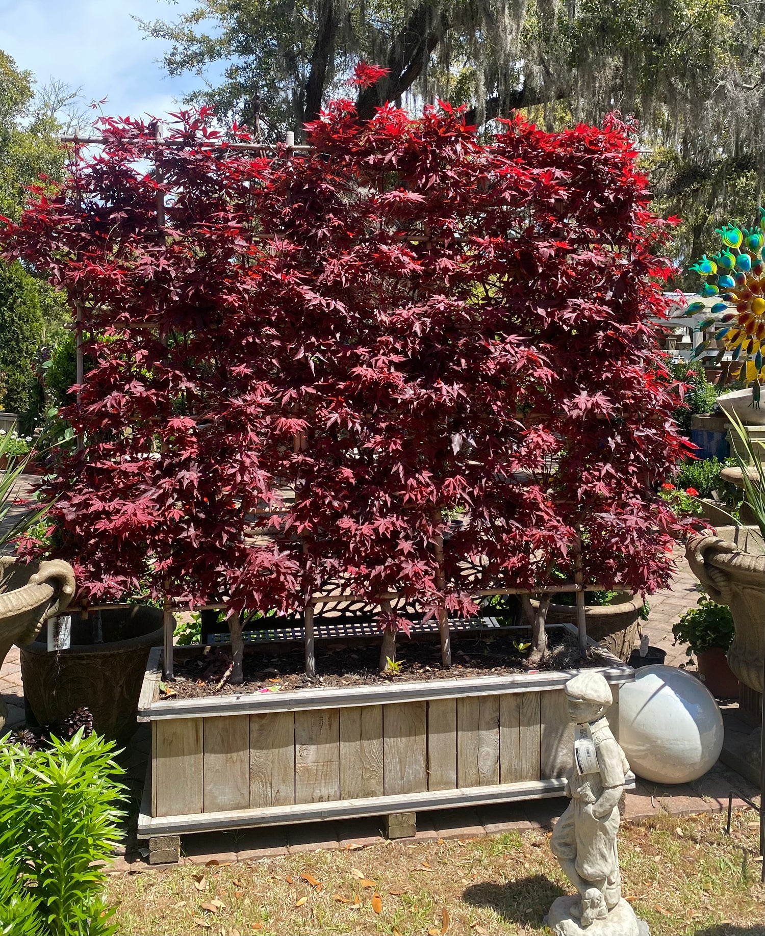 Boxed Japanese Maple Privacy Screen (7' Spread)
