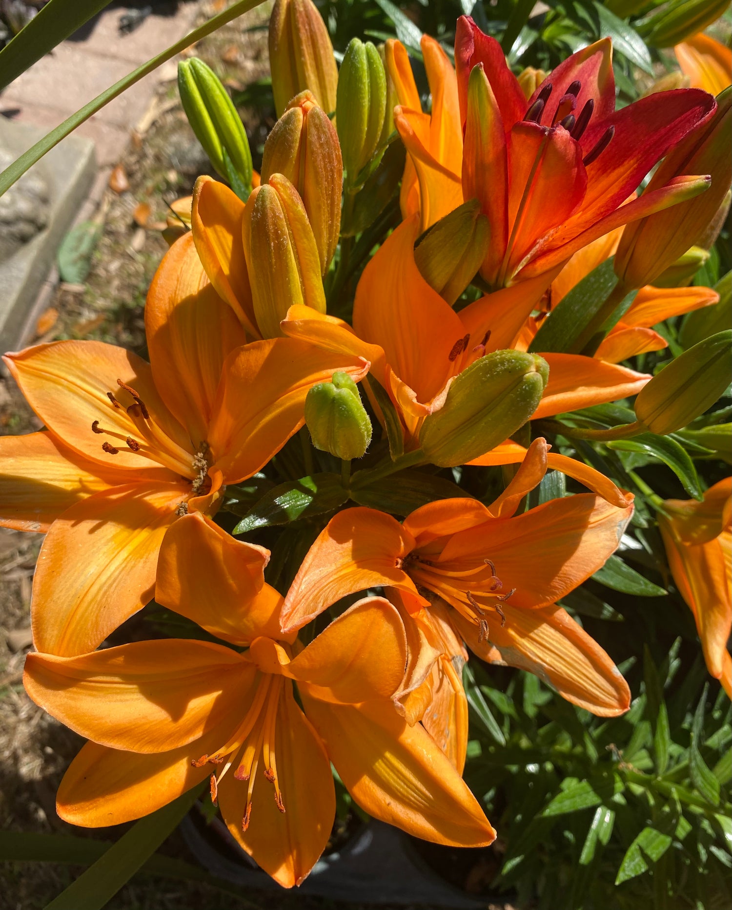 Lilium Asiatic - Pippa's Joy