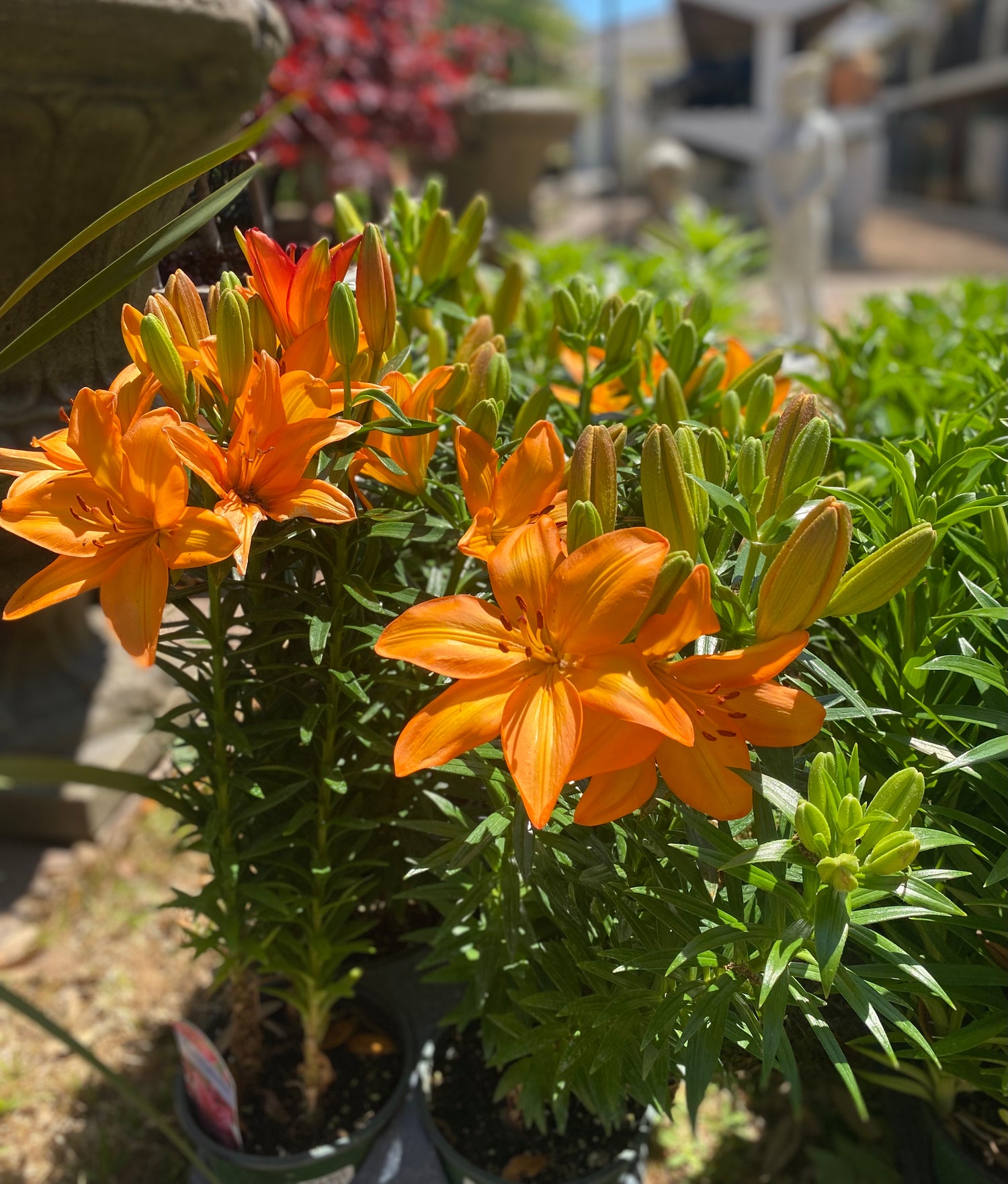 Lilium Asiatic - Pippa's Joy