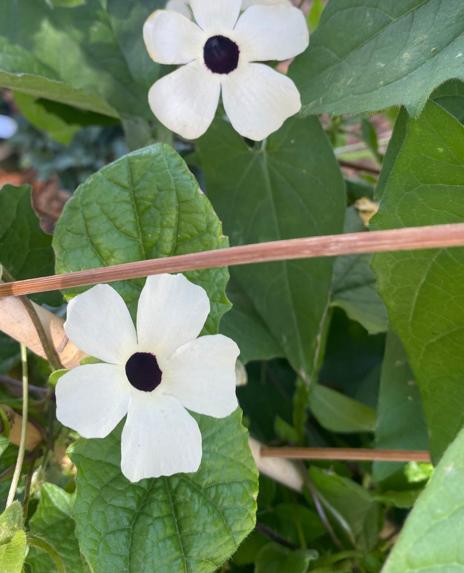 White Black Eyed Susan Vine (Thunbergia Alata 'Coconut A-Peel')