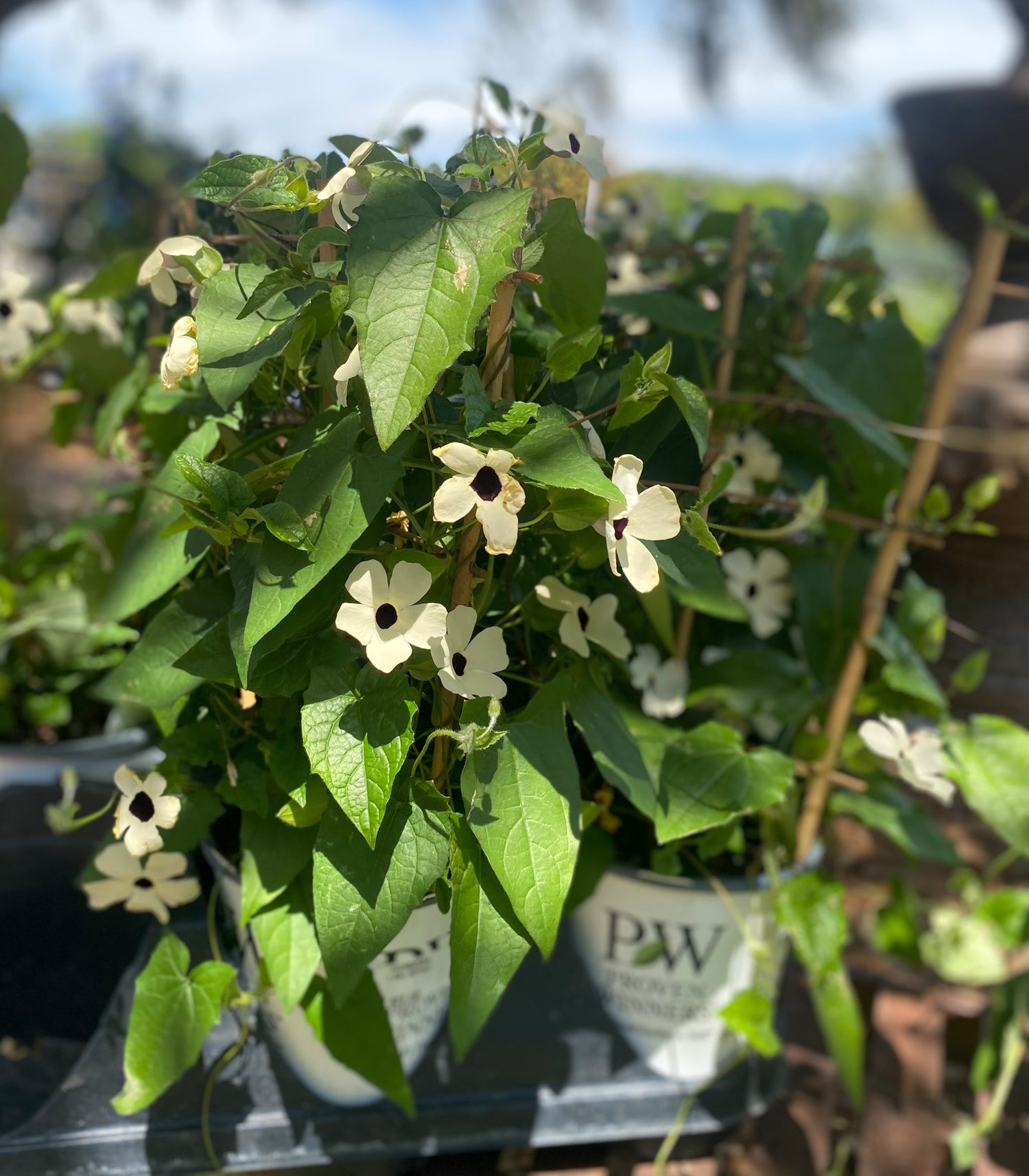 White Black Eyed Susan Vine (Thunbergia Alata 'Coconut A-Peel')