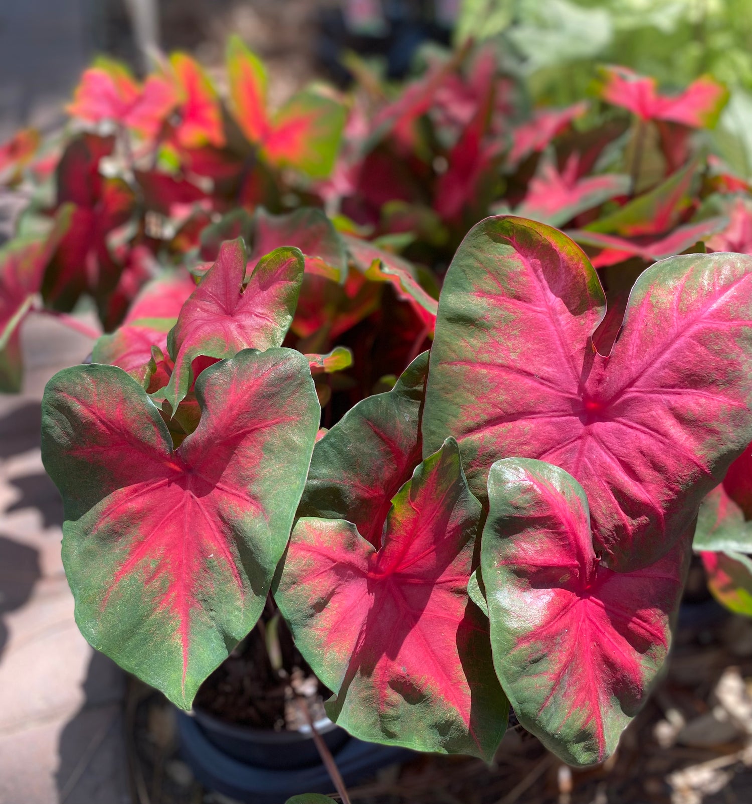 Caladium - Sunset Pink