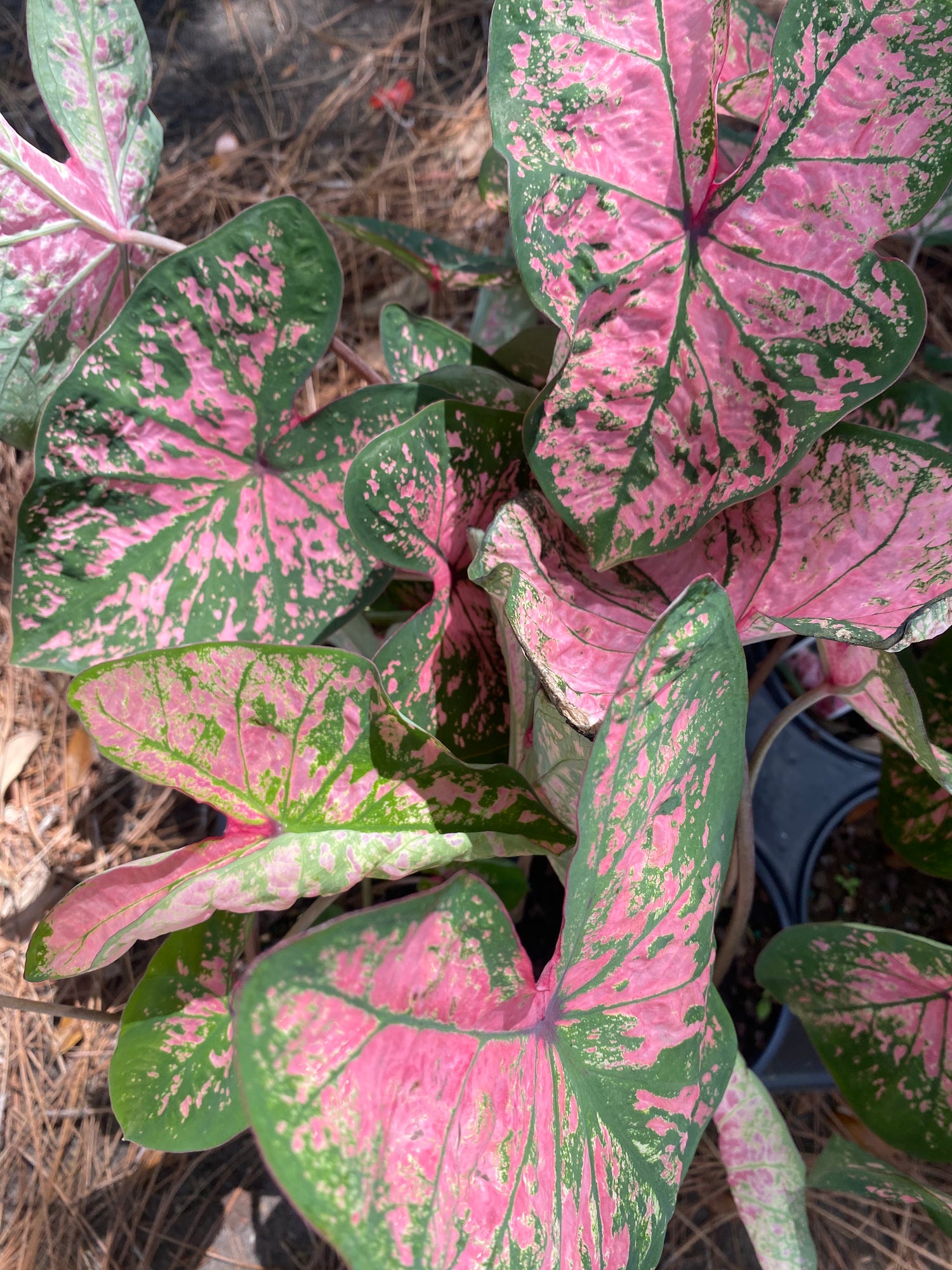 Caladium - Pink Splash