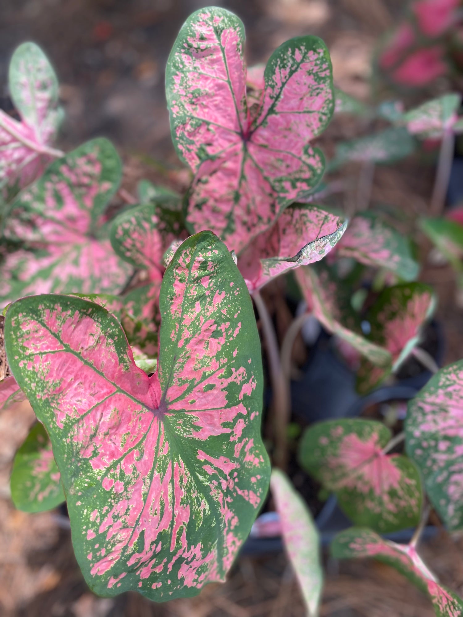 Caladium - Pink Splash