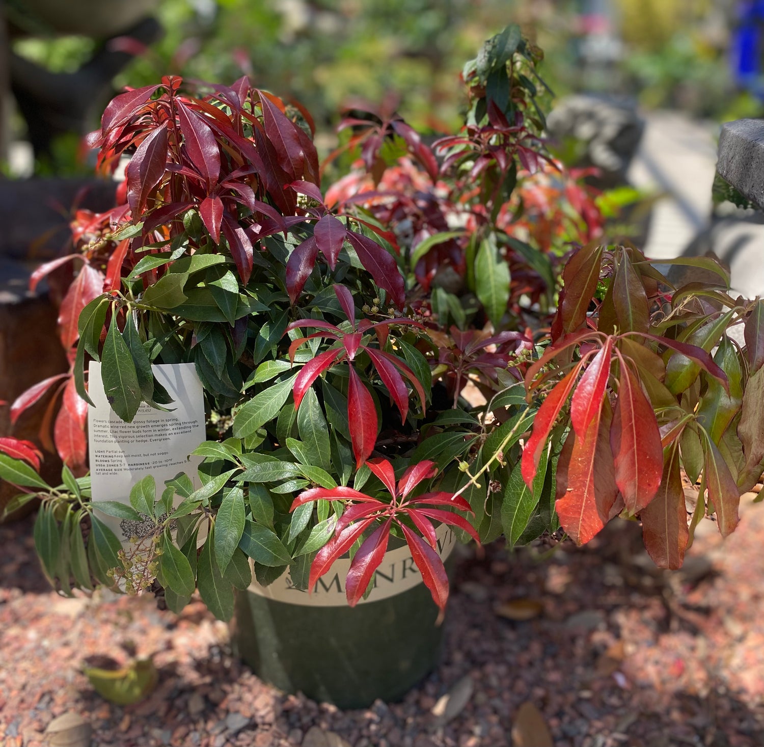Katsura Pieris