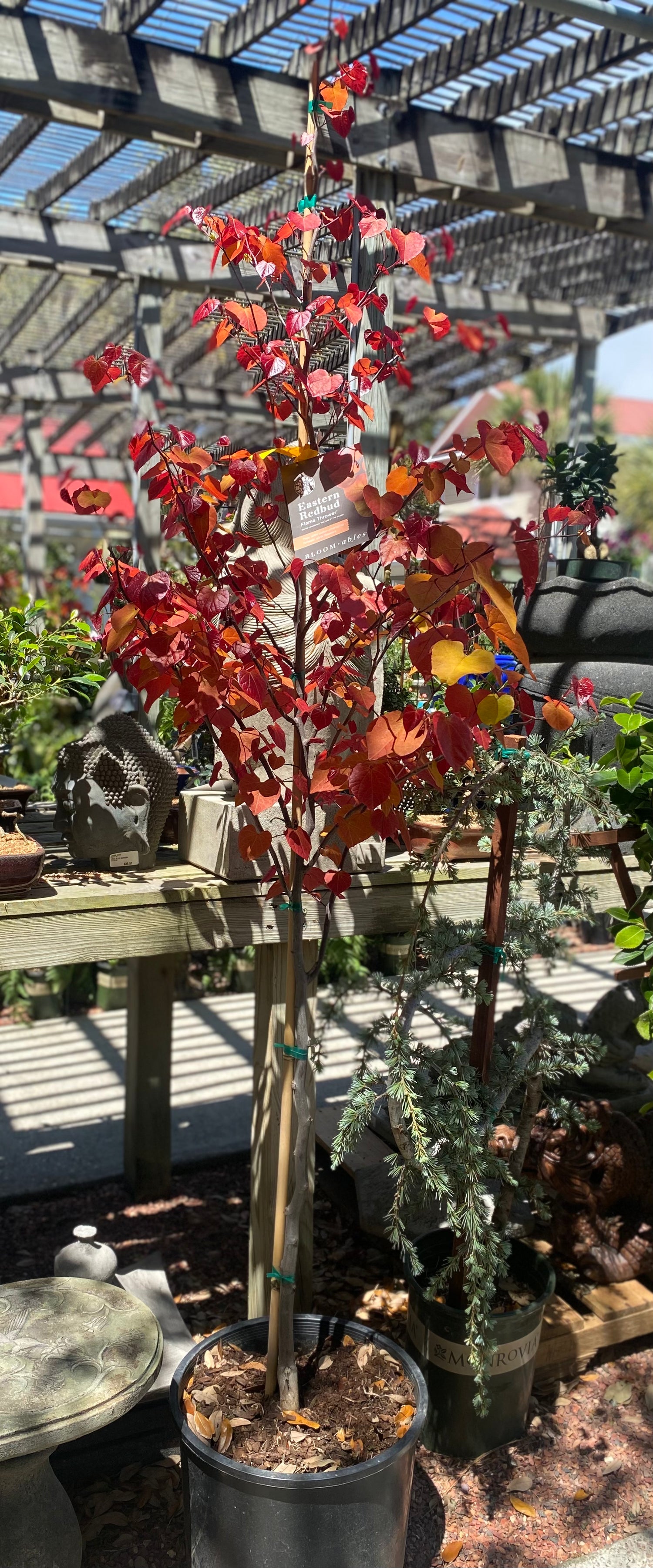 Eastern Redbud Flame Thrower