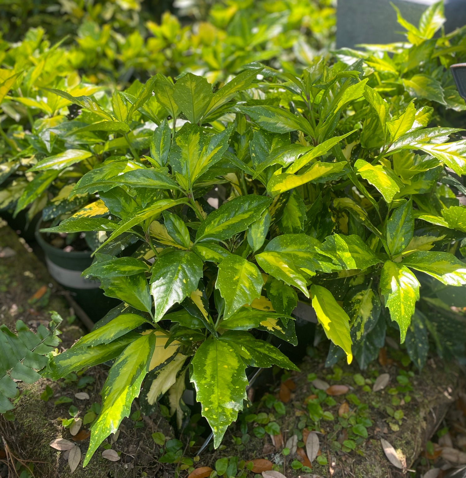 Picturata Aucuba