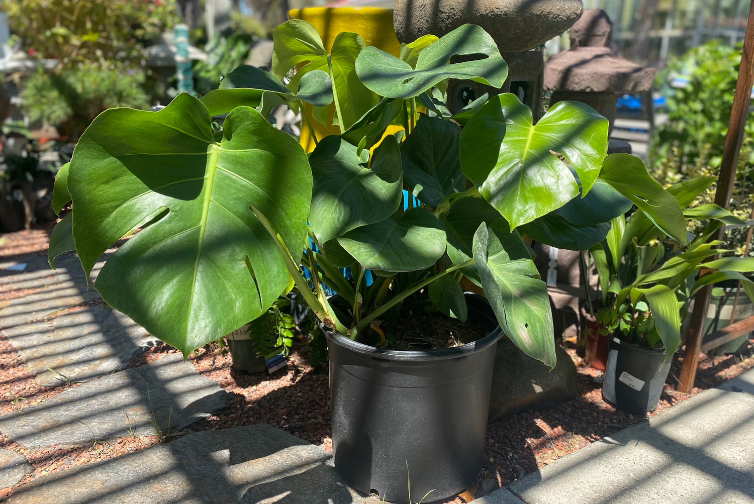 Monstera Bush