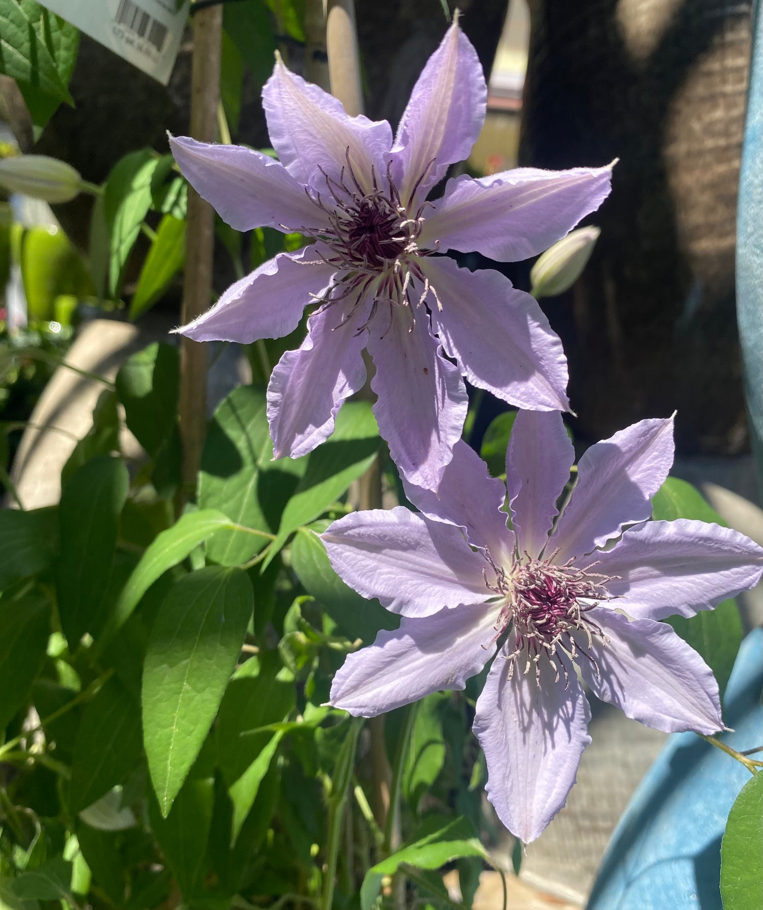 Lavender Clematis Vine