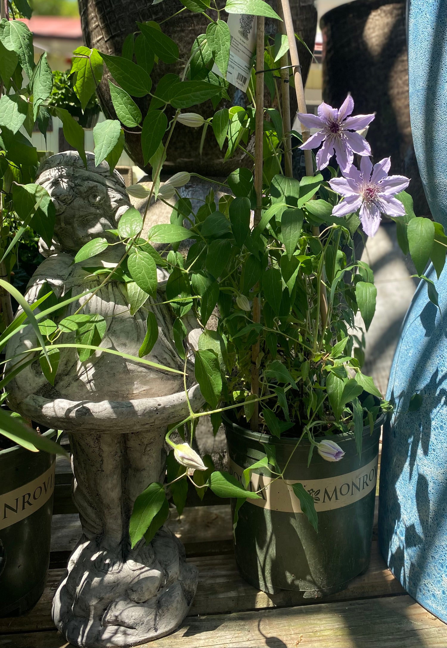 Lavender Clematis Vine