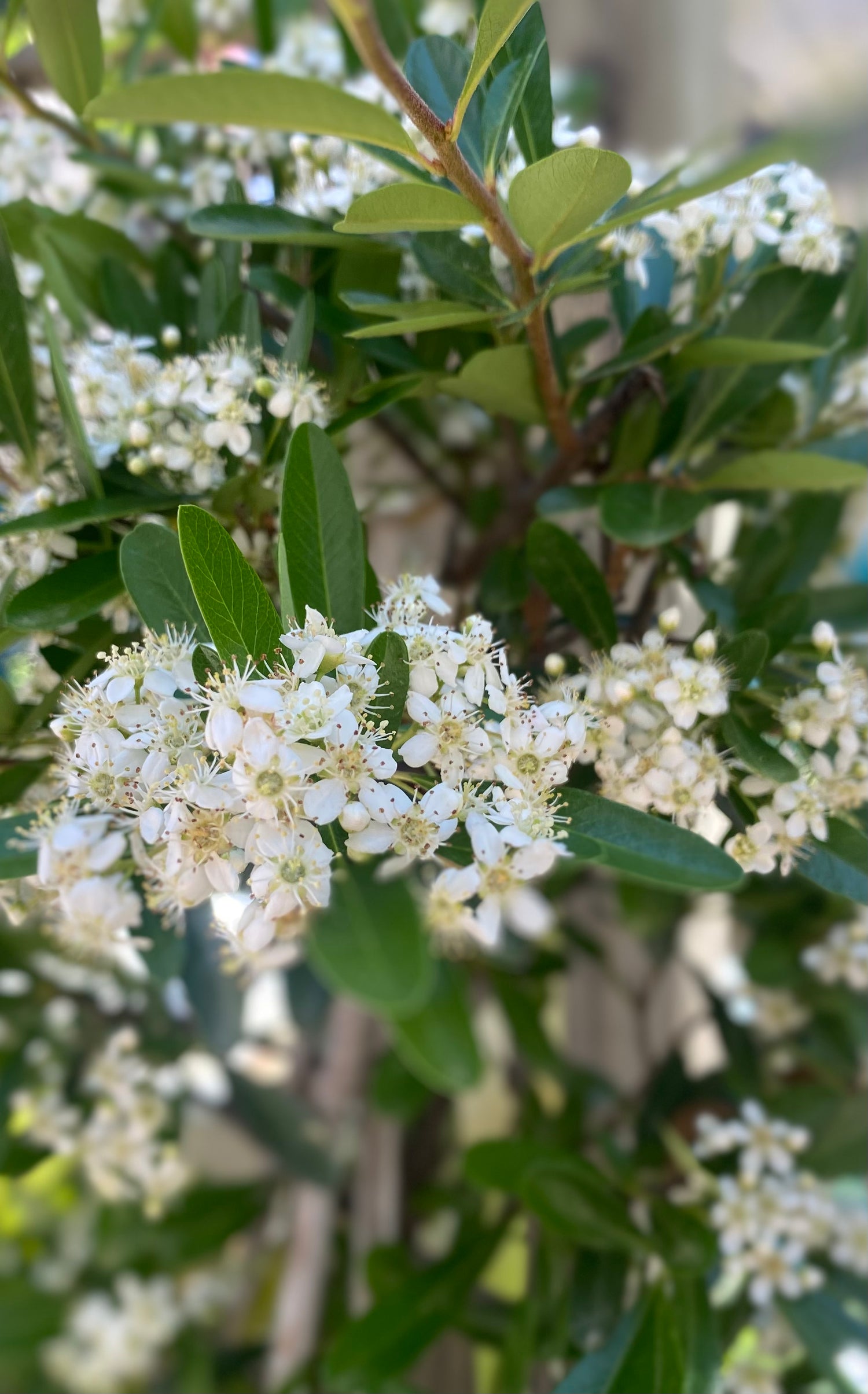 Victory Pyracantha