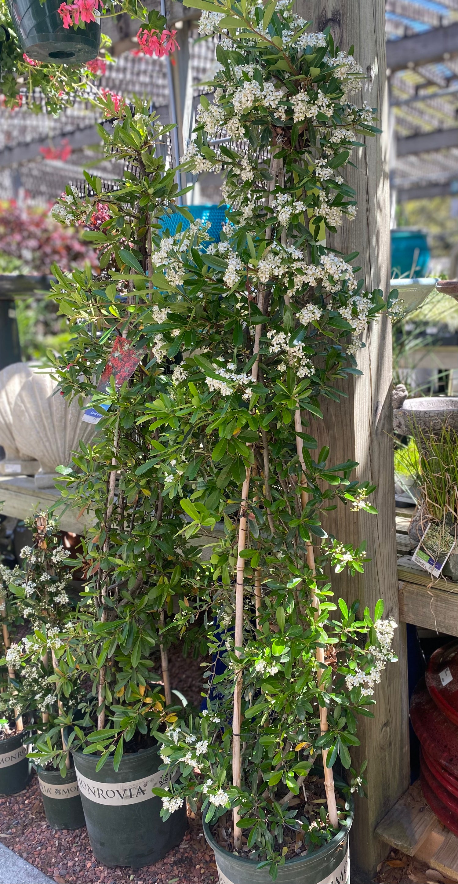 Victory Pyracantha