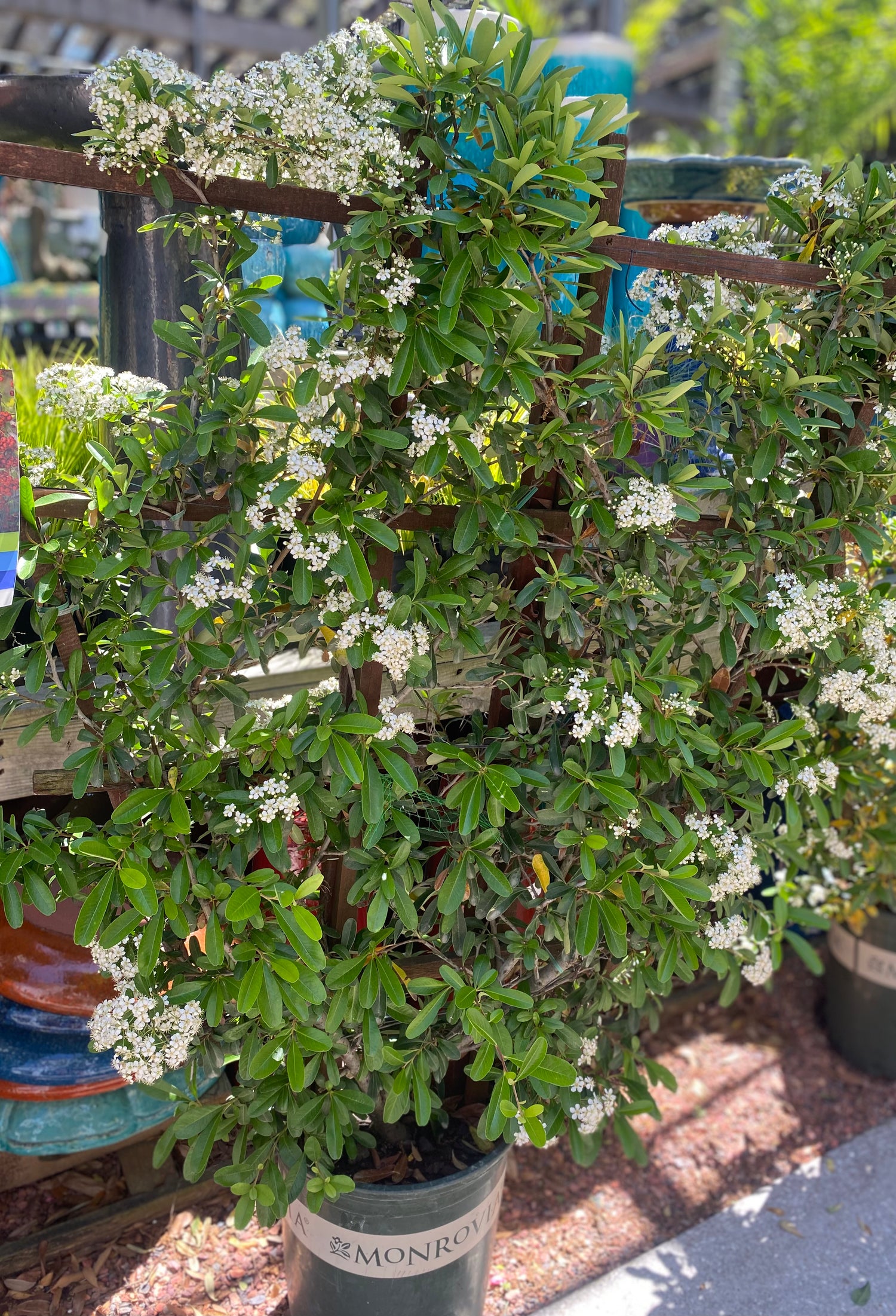 Victory Pyracantha