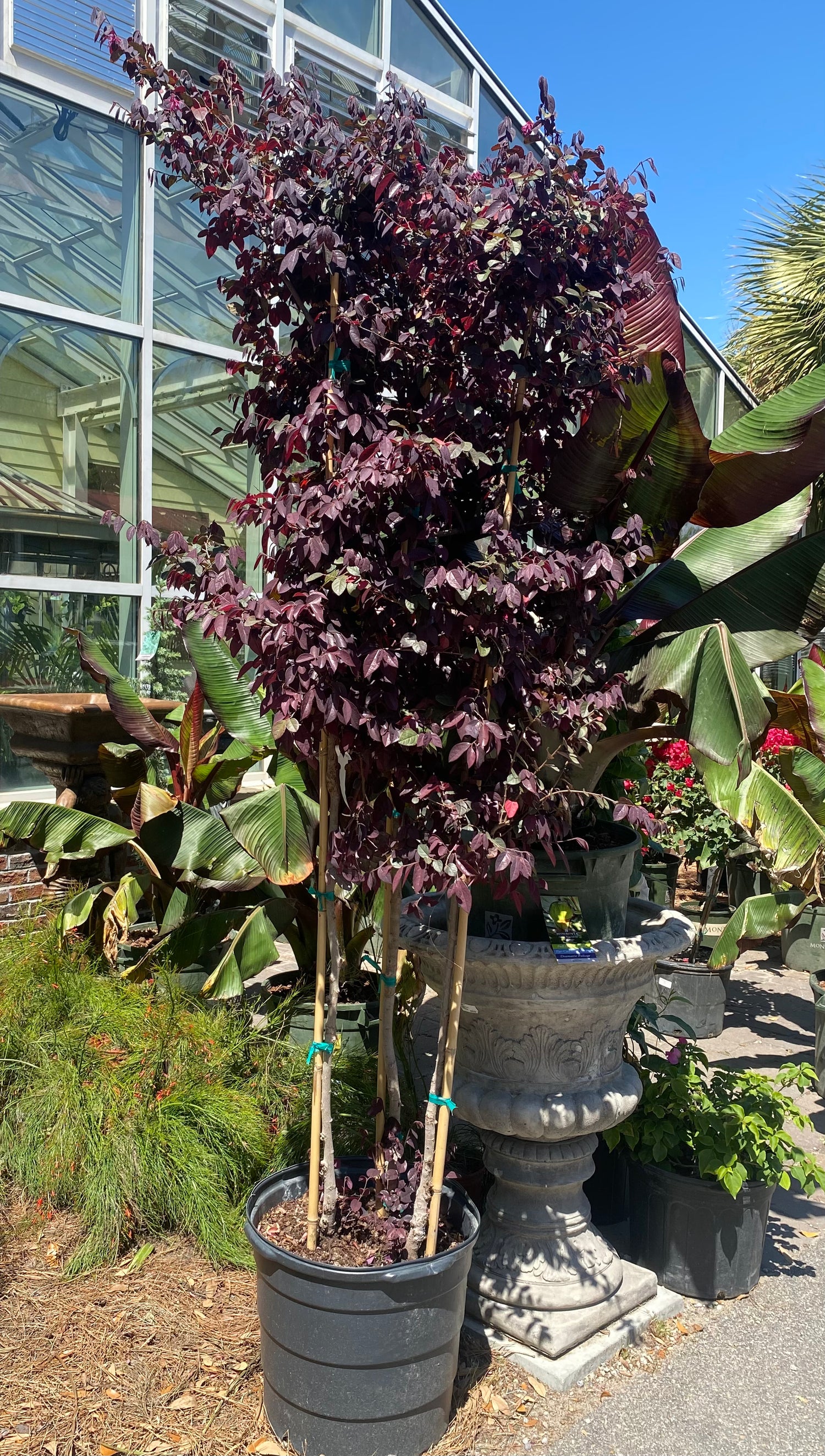 Carolina Midnight Loropetalum (Tree Form)