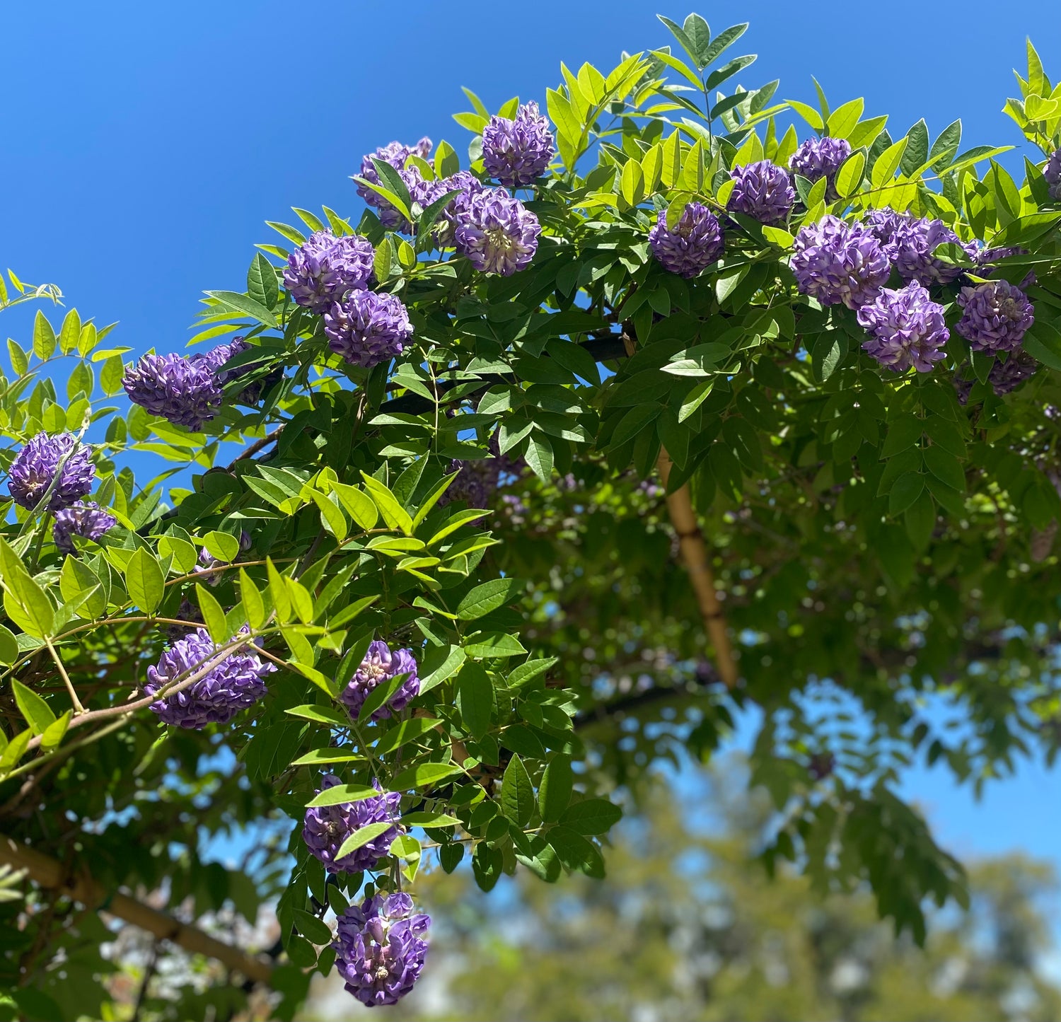 Wisteria Frutescens 'Longwood Purple' (Boxed Arch)