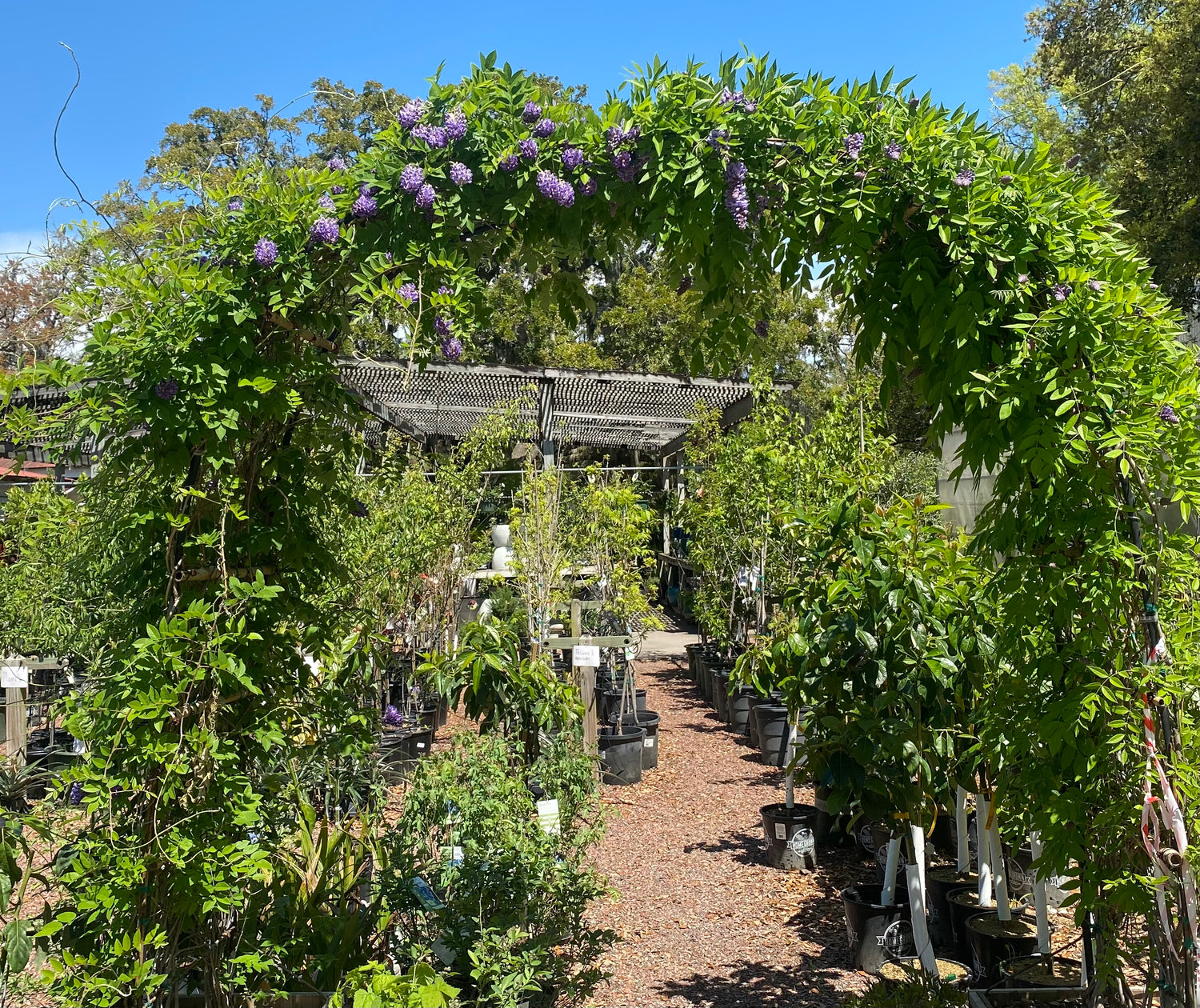 Wisteria Frutescens 'Longwood Purple' (Boxed Arch)