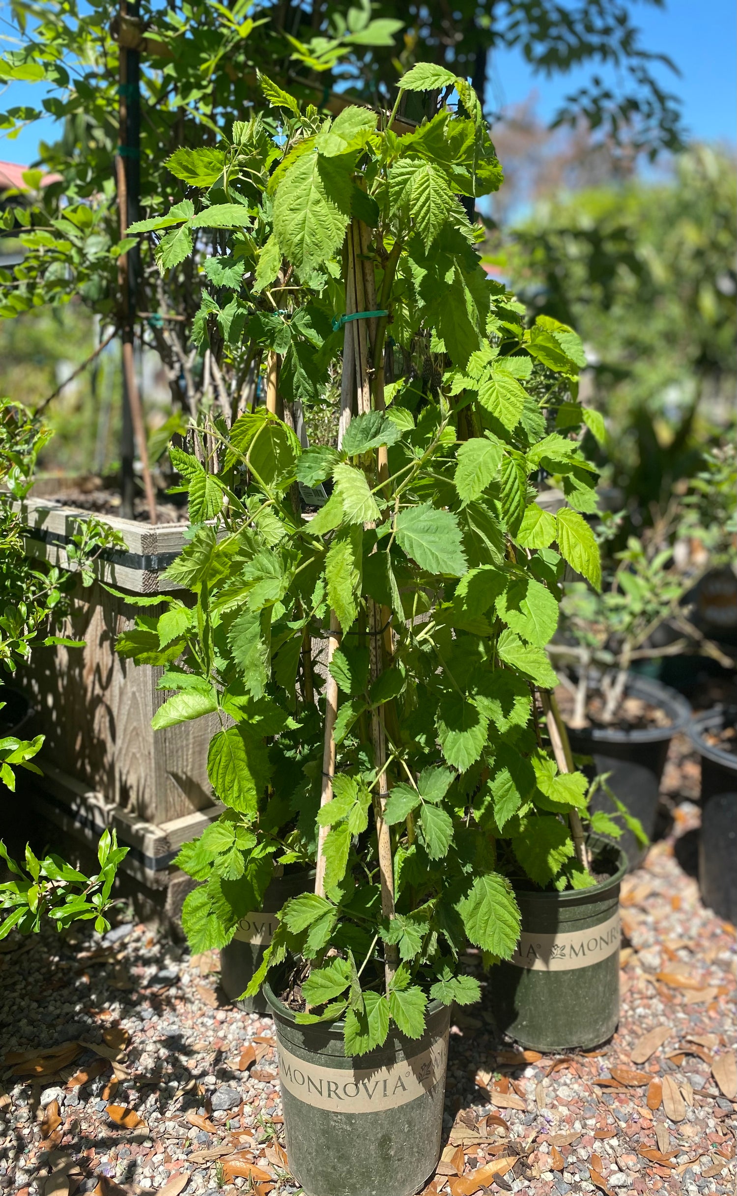 Columbia Star Thornless Blackberry